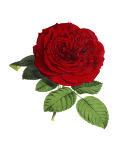 rose rose