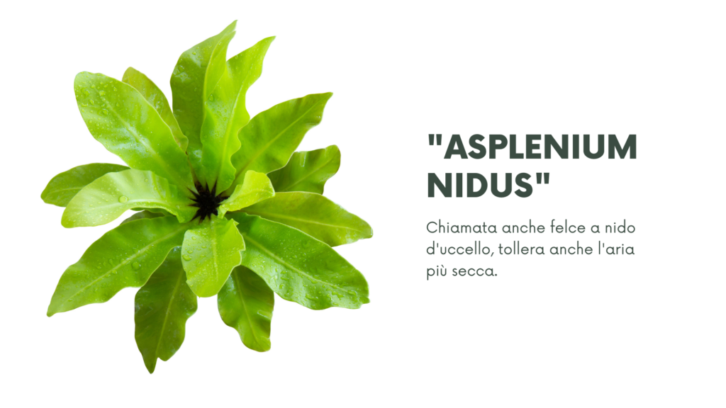 ASPLENIUM NIDUS