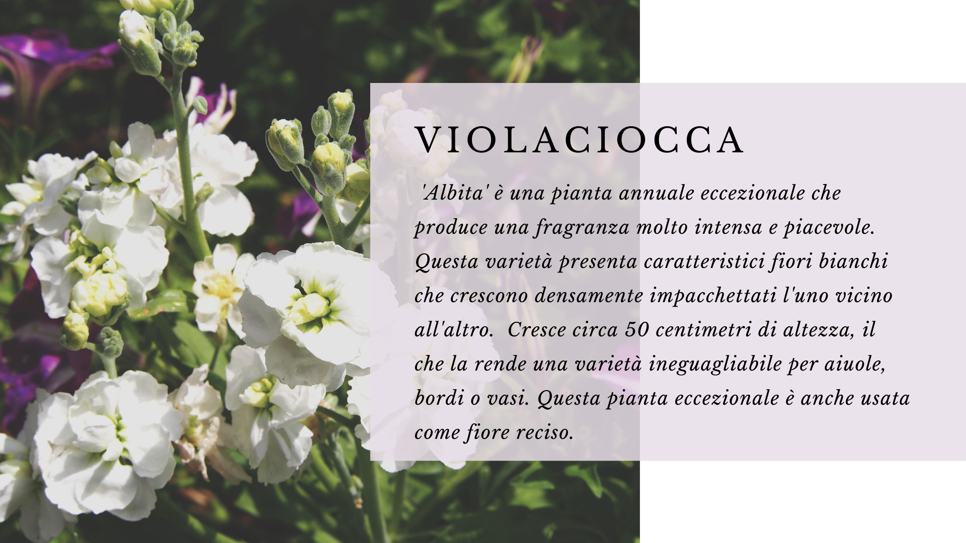 Violaciocca Violaciocca