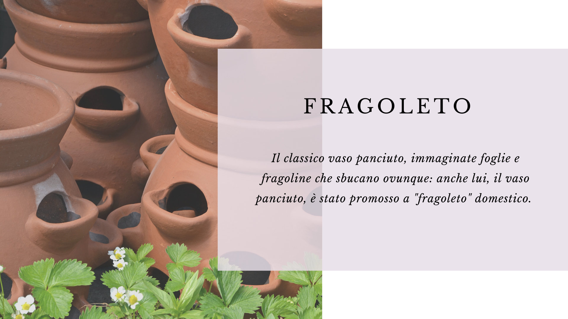 fragoleto