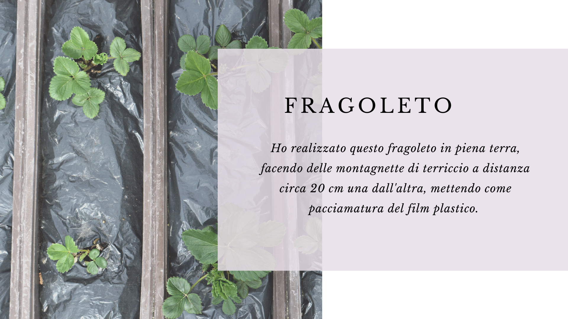 Fragoleto