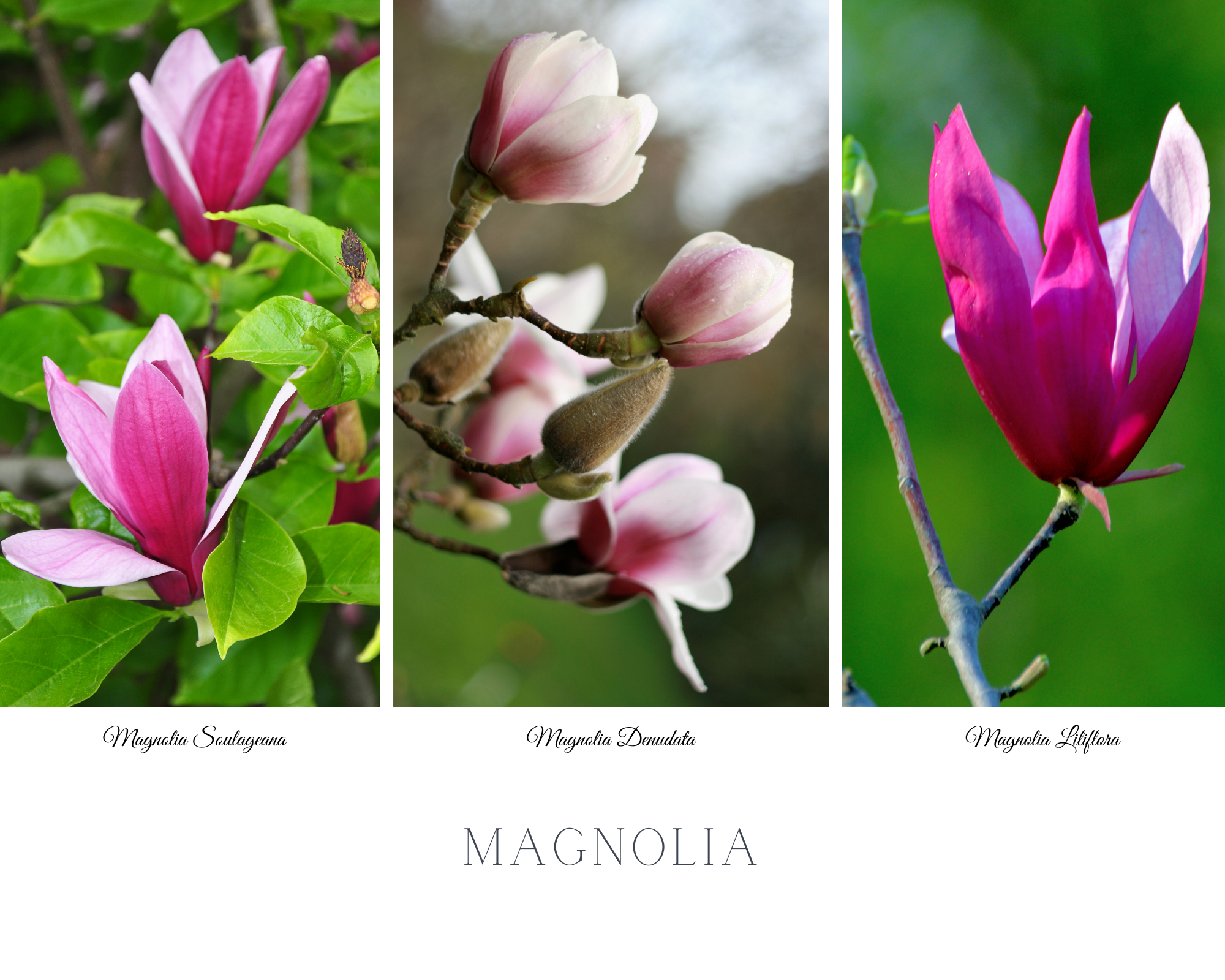 Magnolia