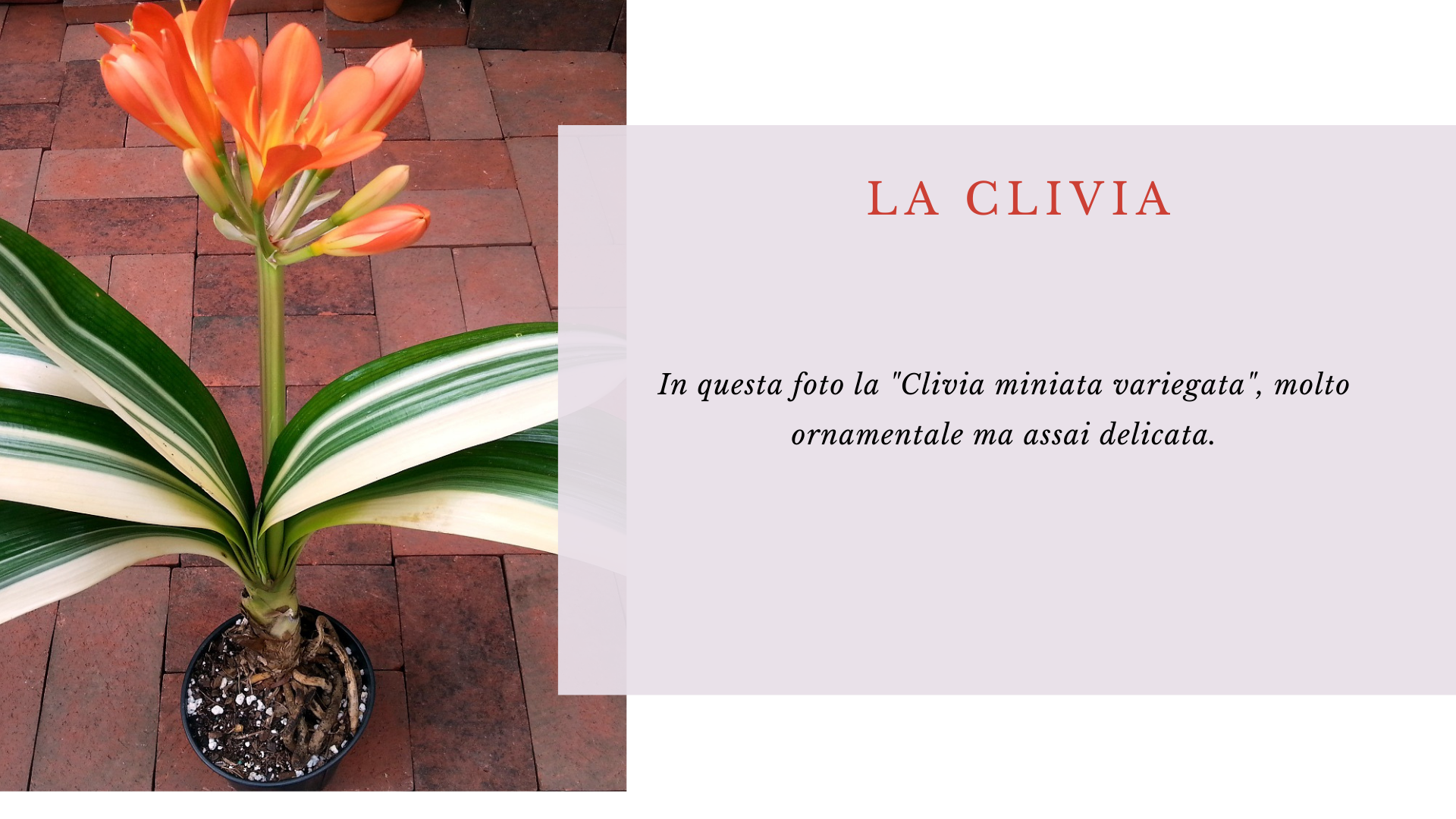 Clivia variegata