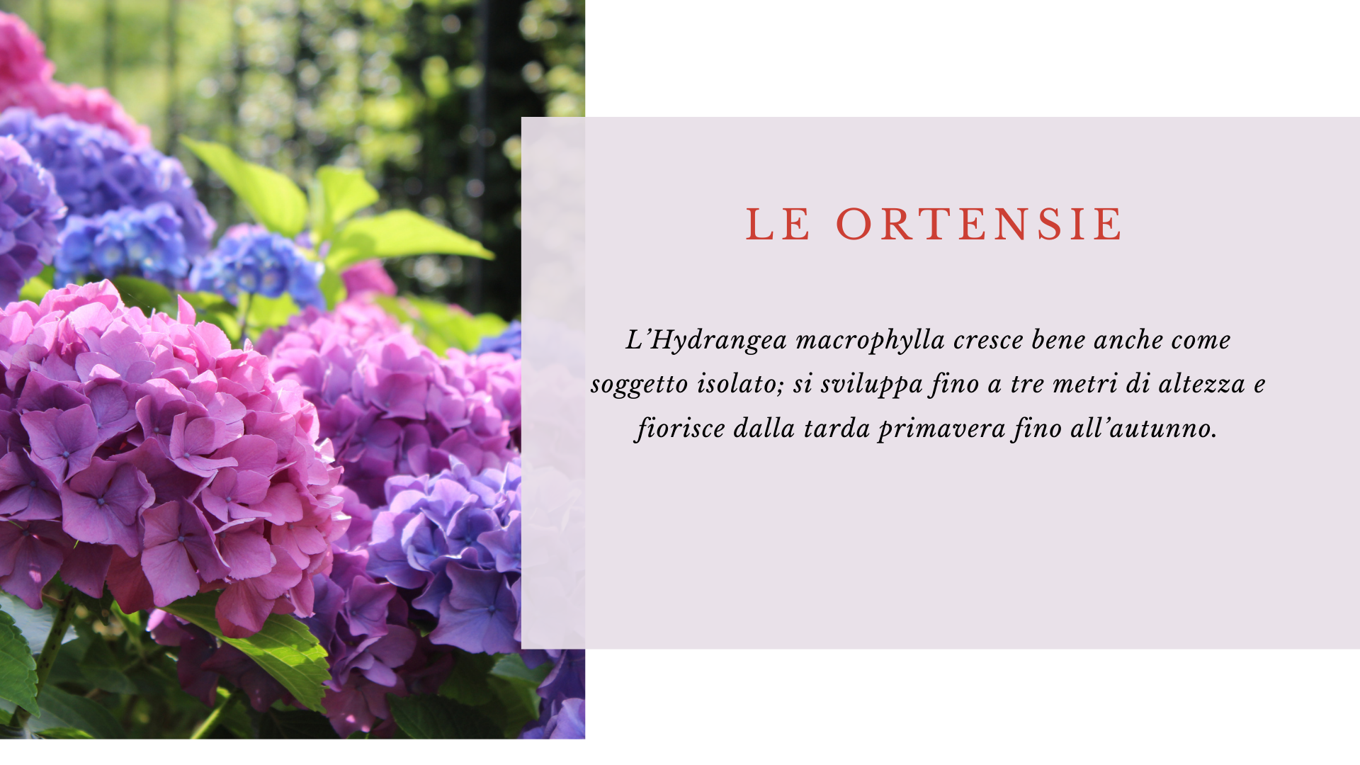 Ortensie