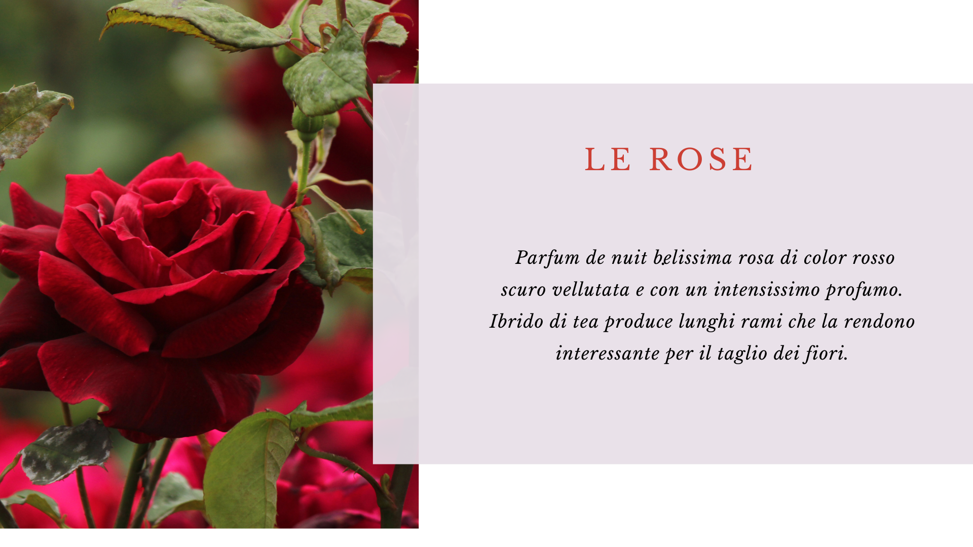 Rose Rose