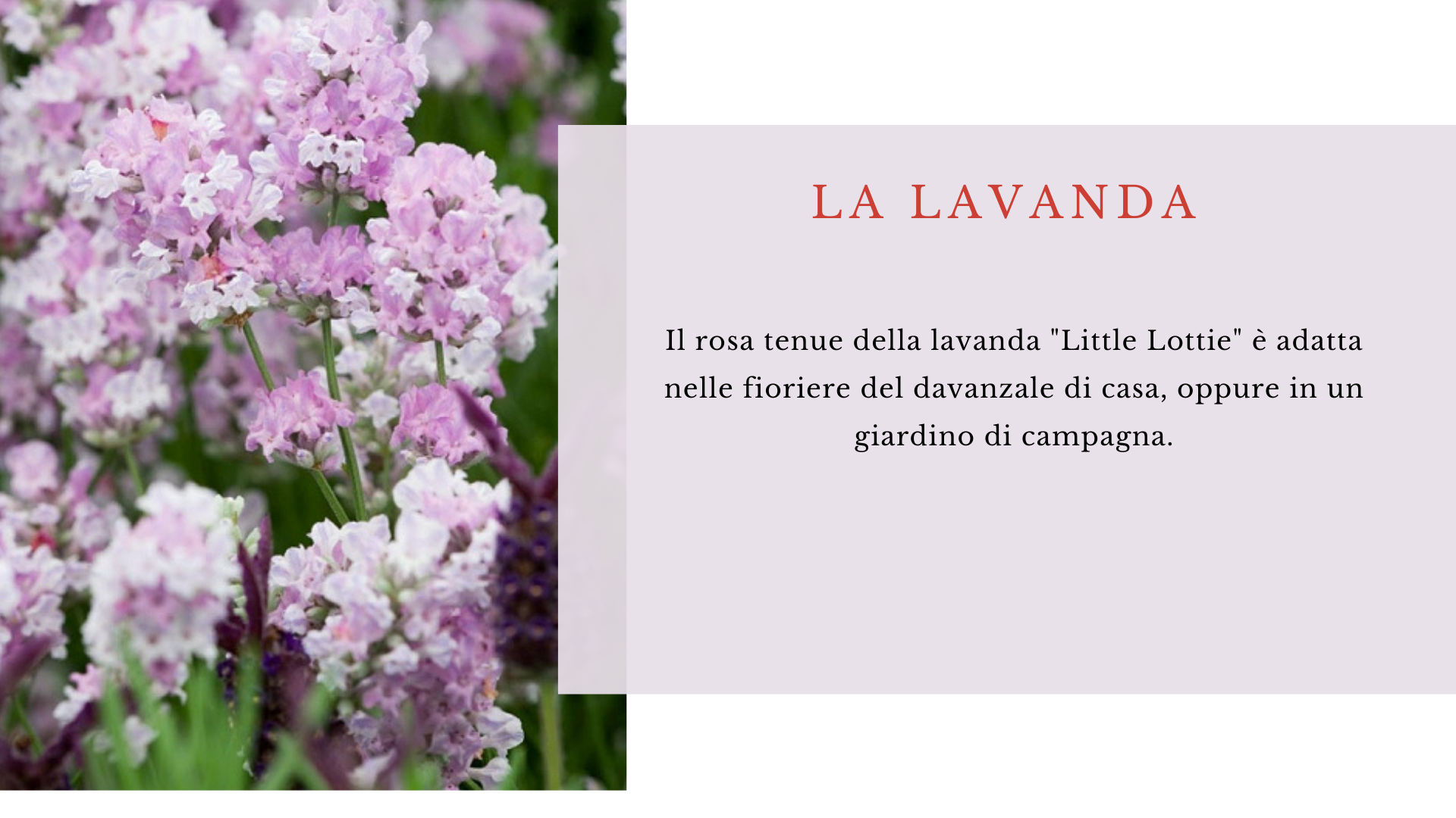 lavanda