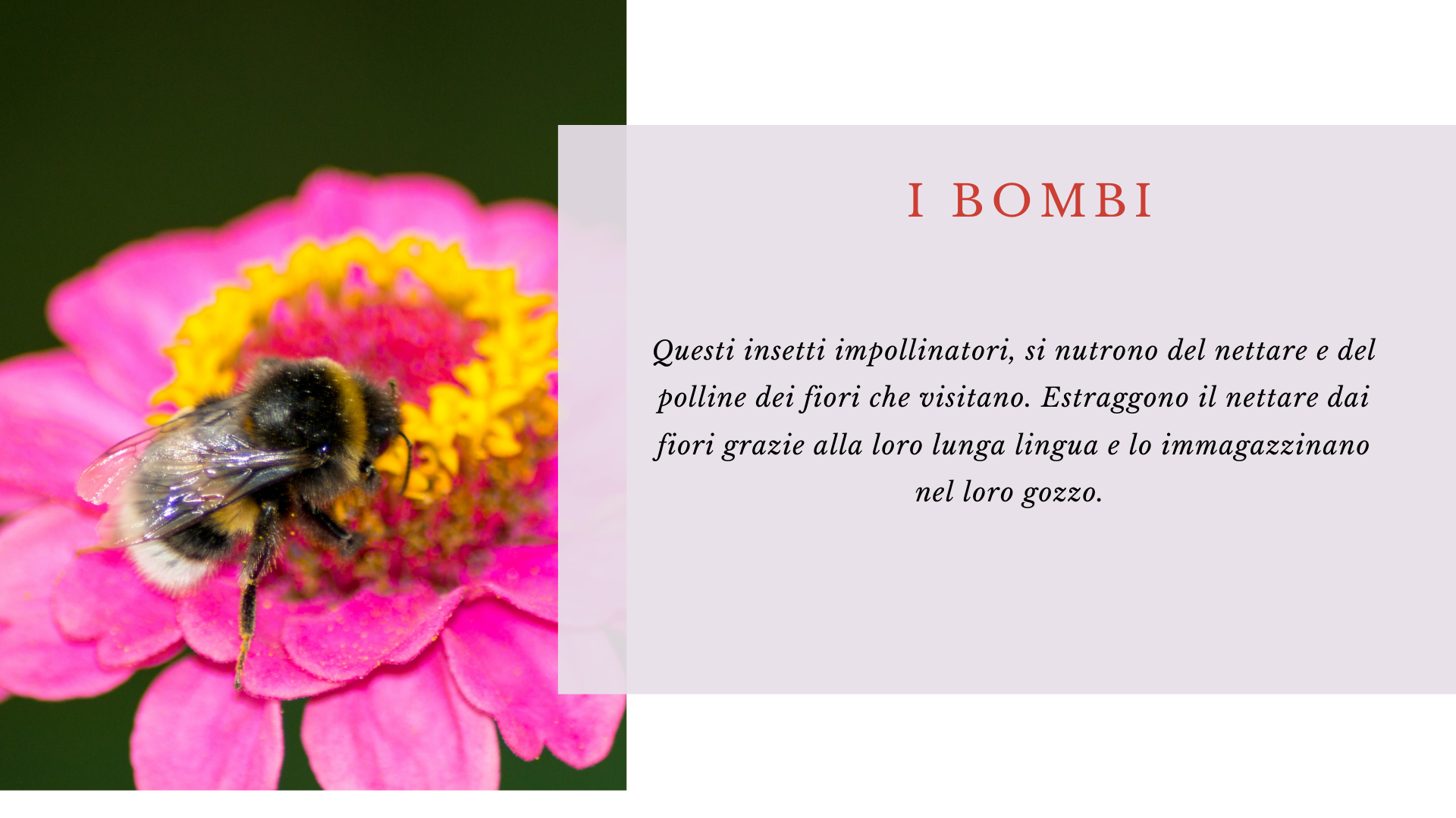 Bombi Bombi