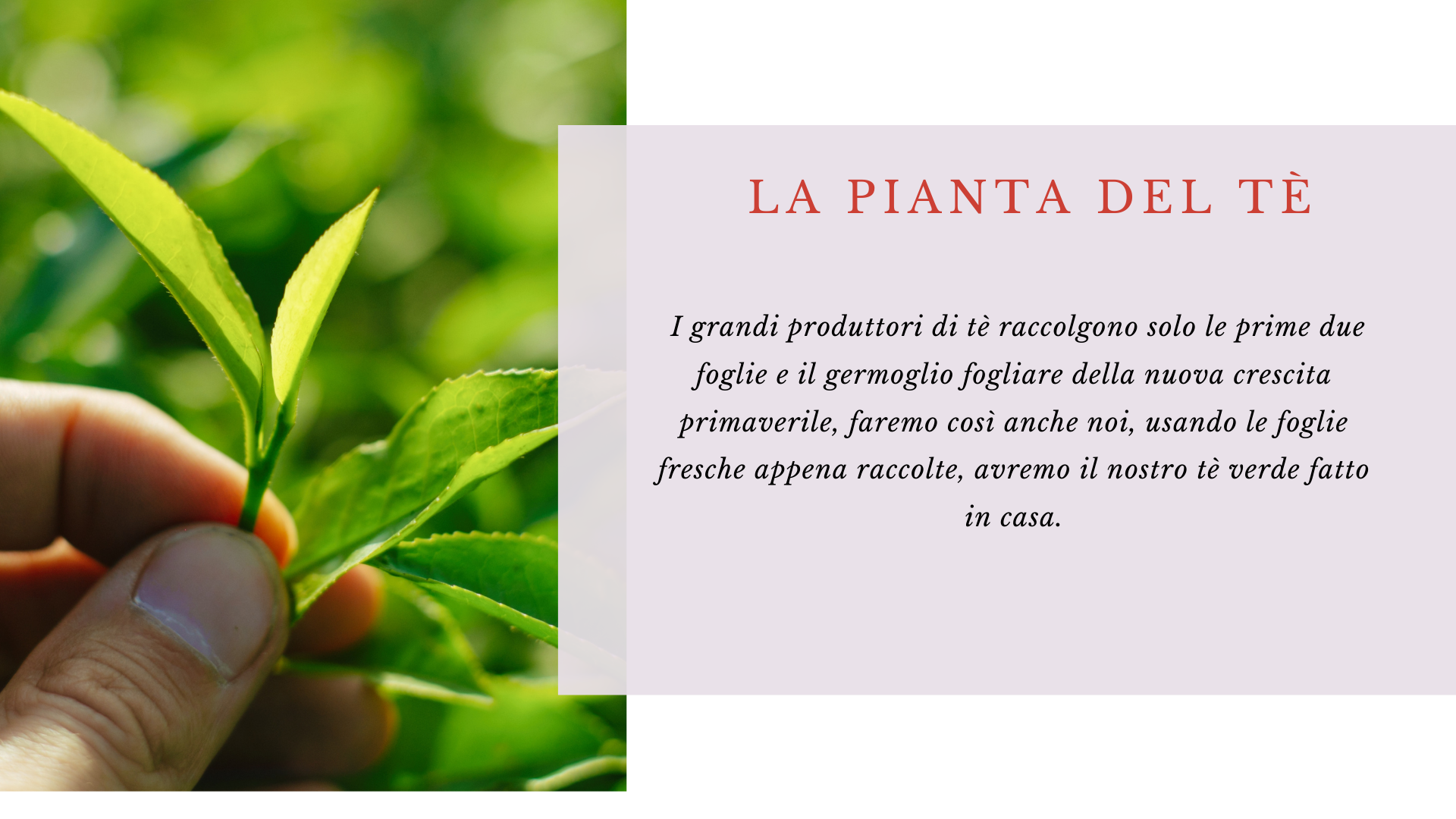 Camelia Sinensis Camelia Sinensis