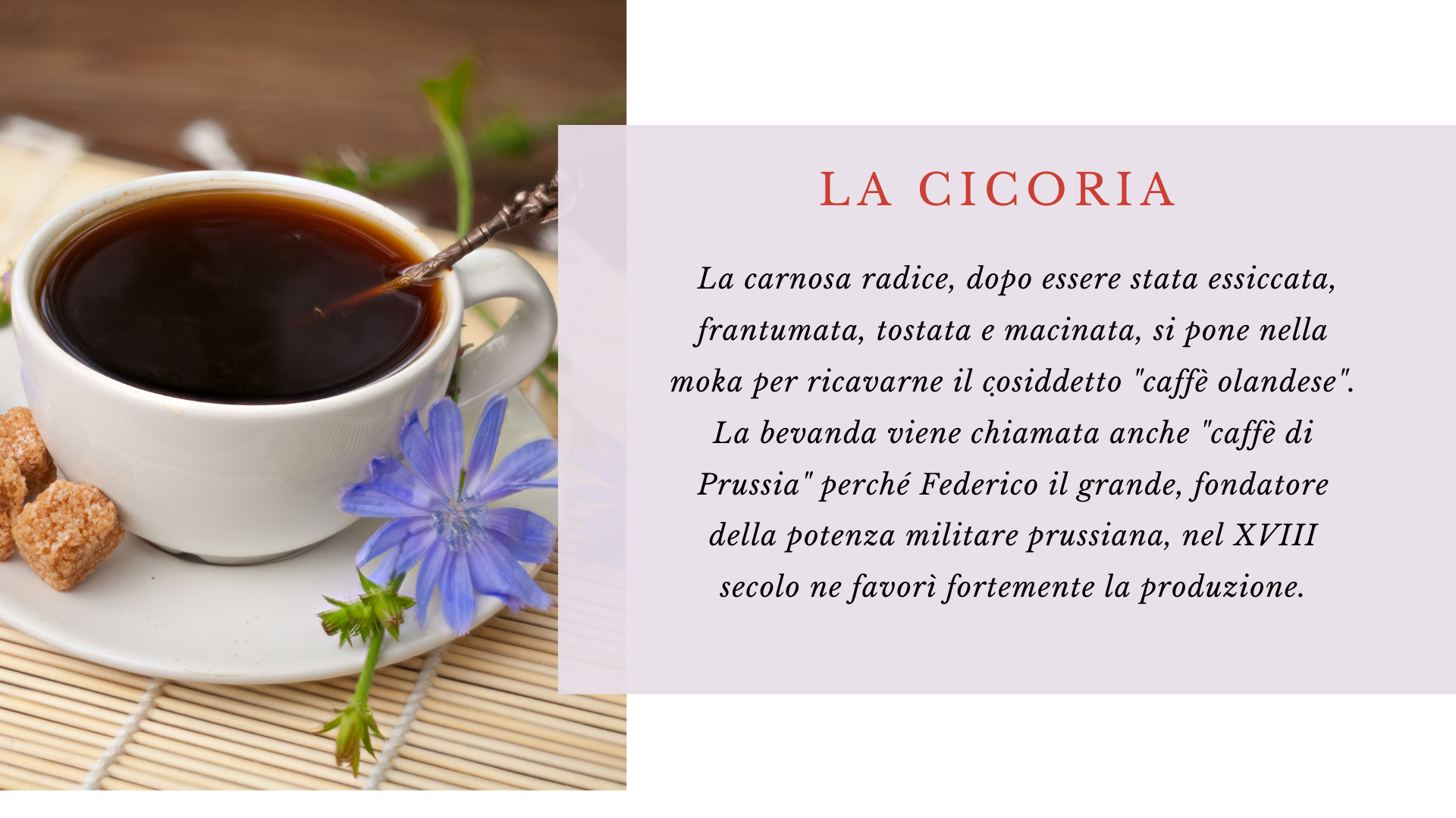 Cicoria Cicoria