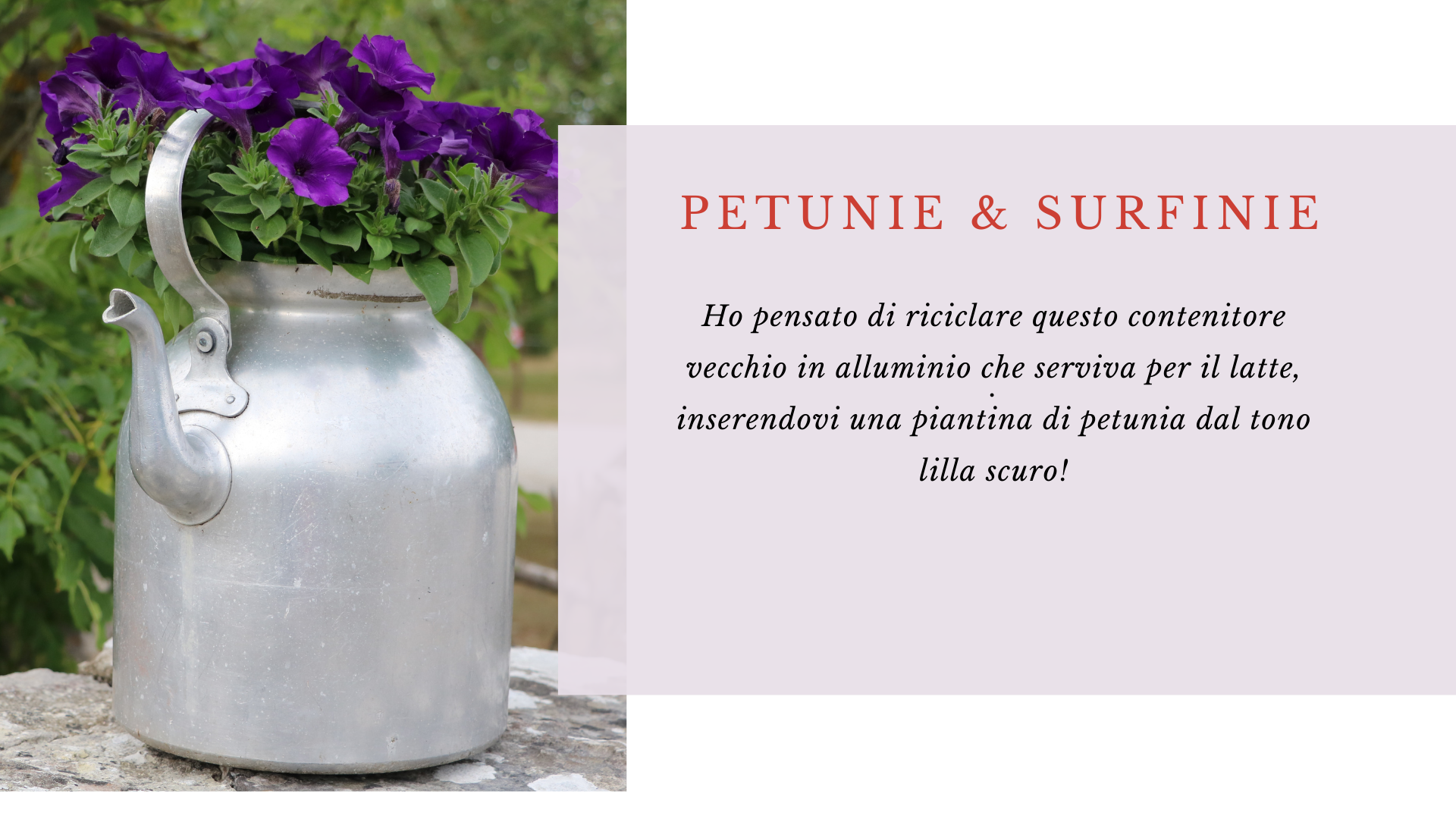 Petunia Petunia