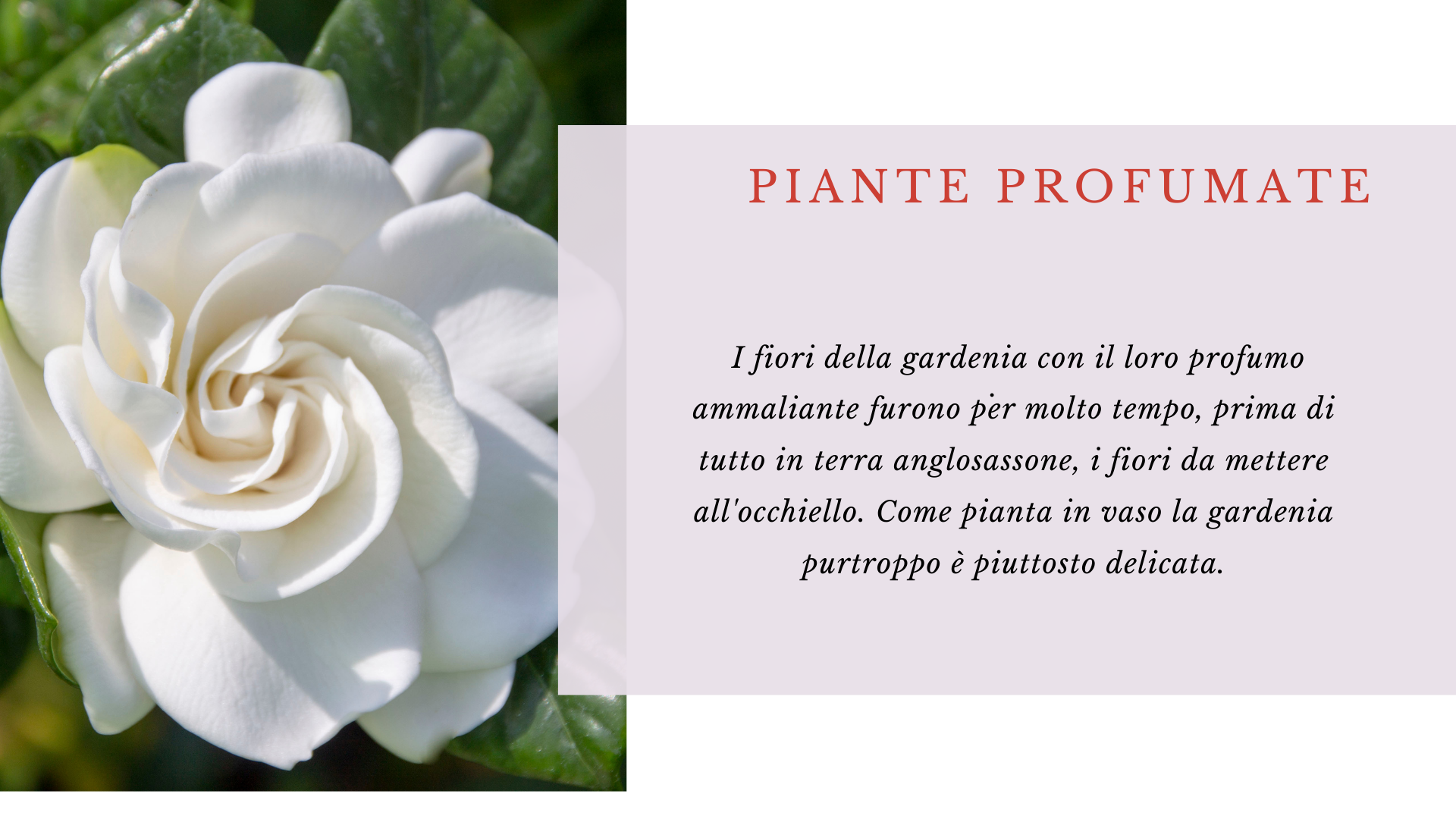 Piante profumate Piante profumate