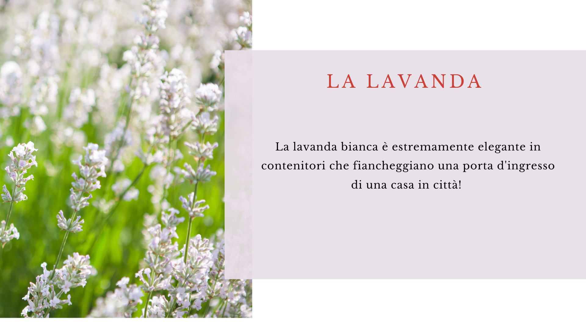 Lavanda