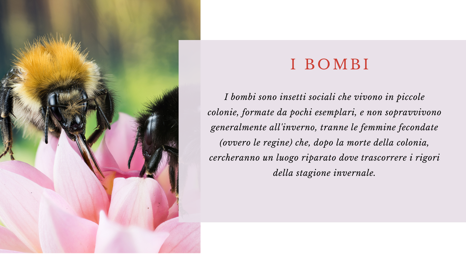 Bombi Bombi