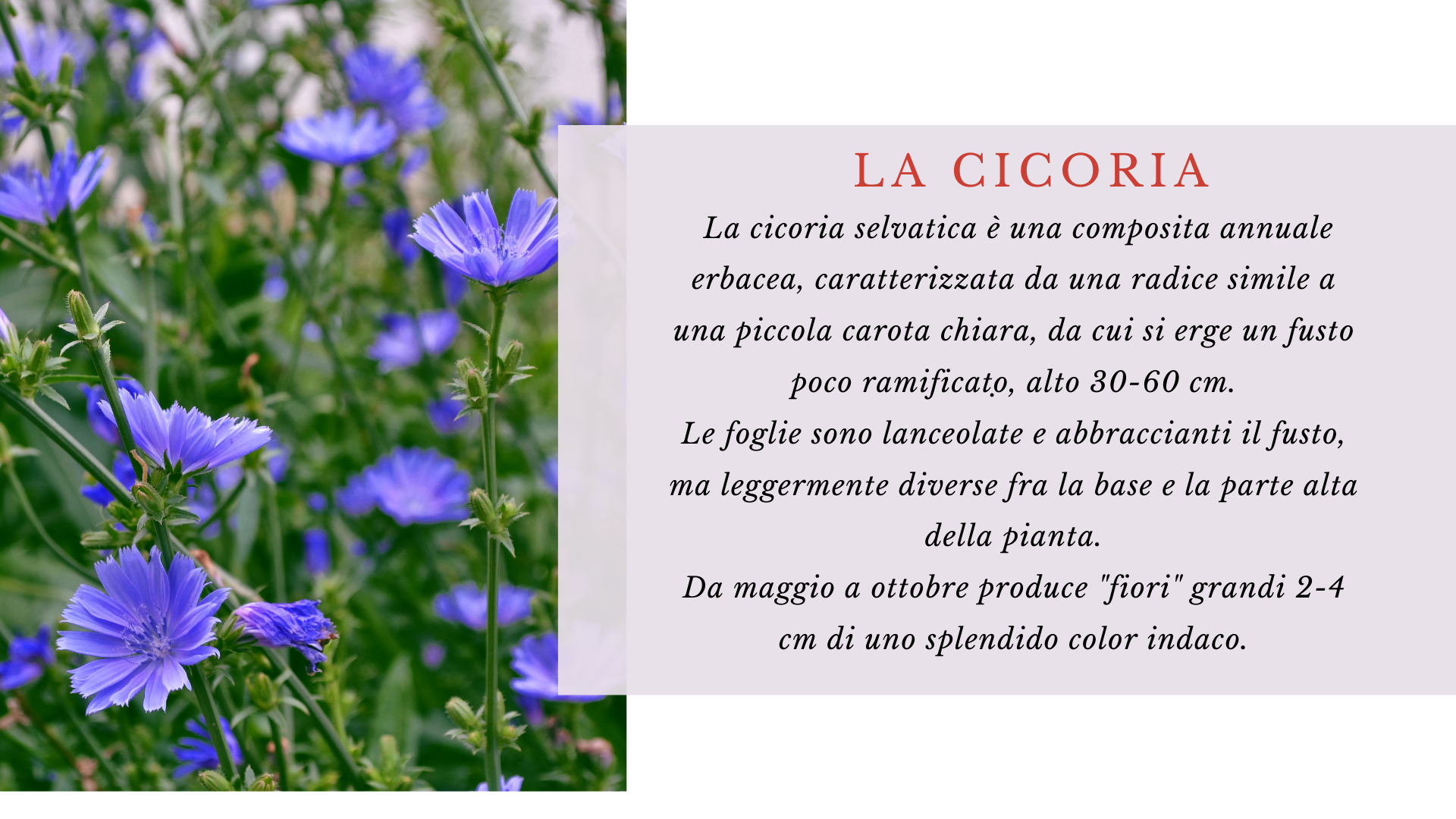 Cicoria Cicoria