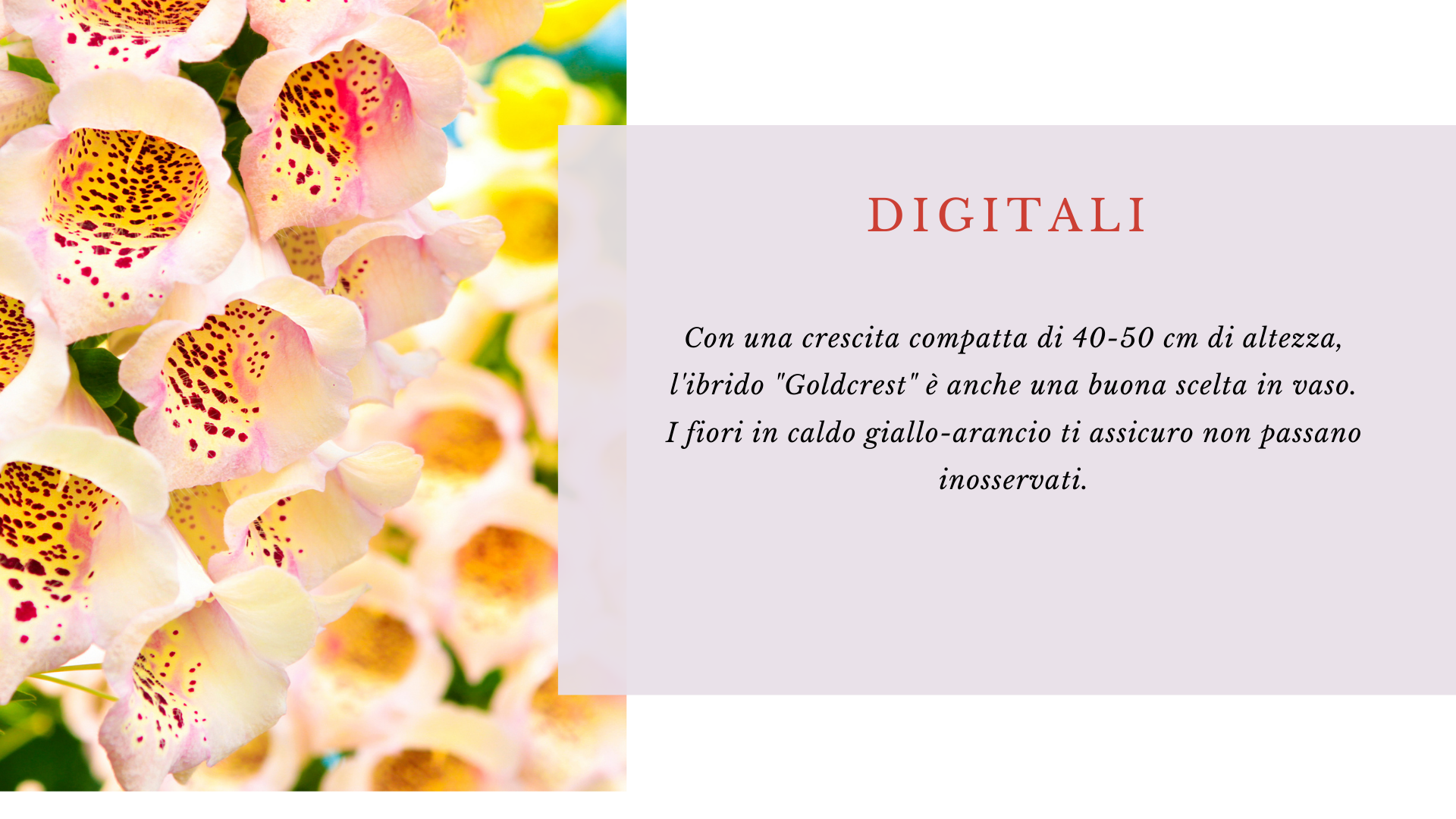 Digitalis