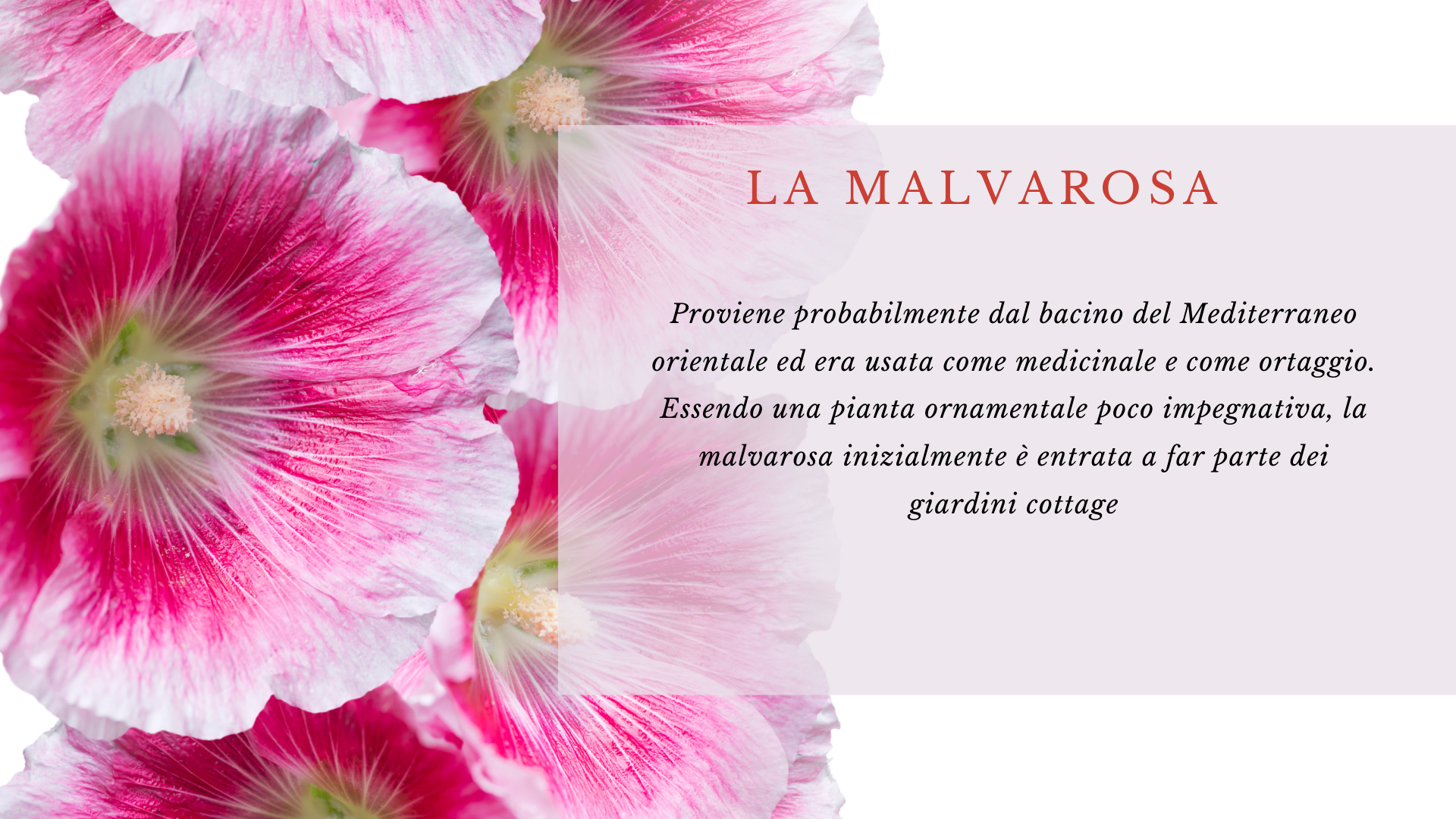 La Malvarosa