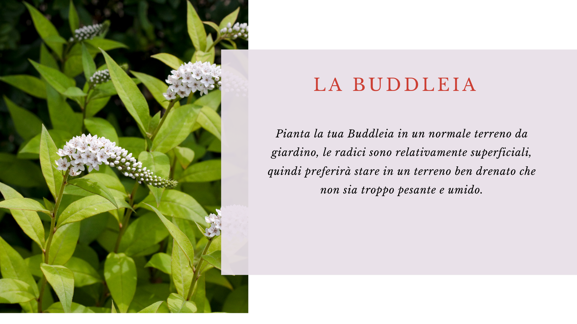 Buddleia Buddleia