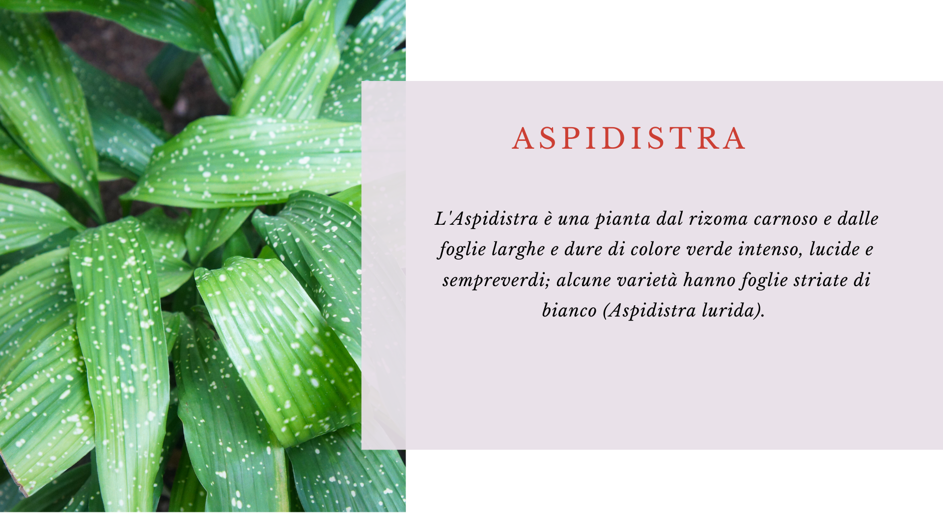 Aspidistra