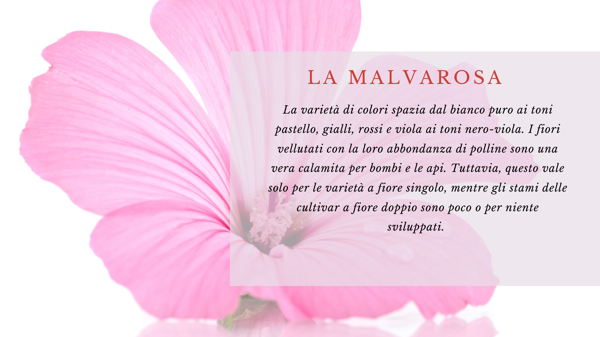 La Malvarosa La Malvarosa
