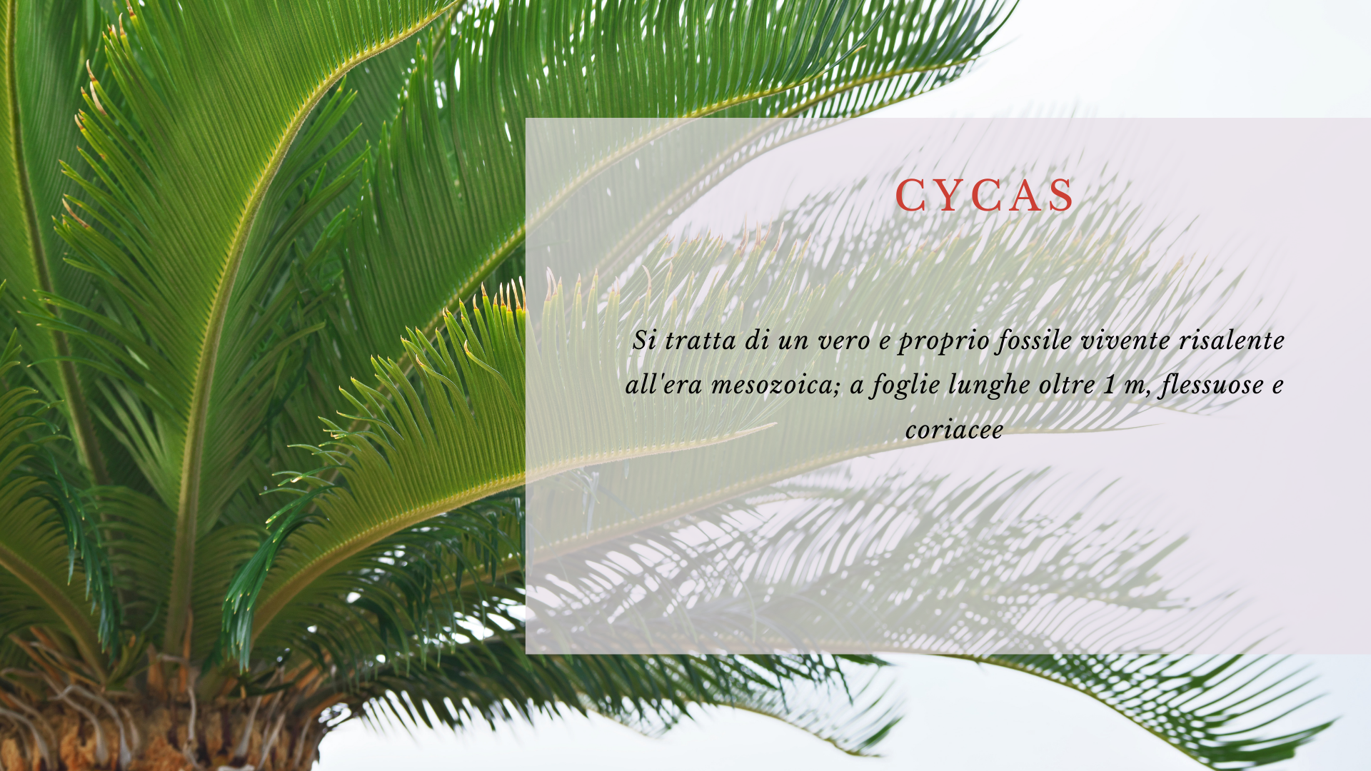 Cycas