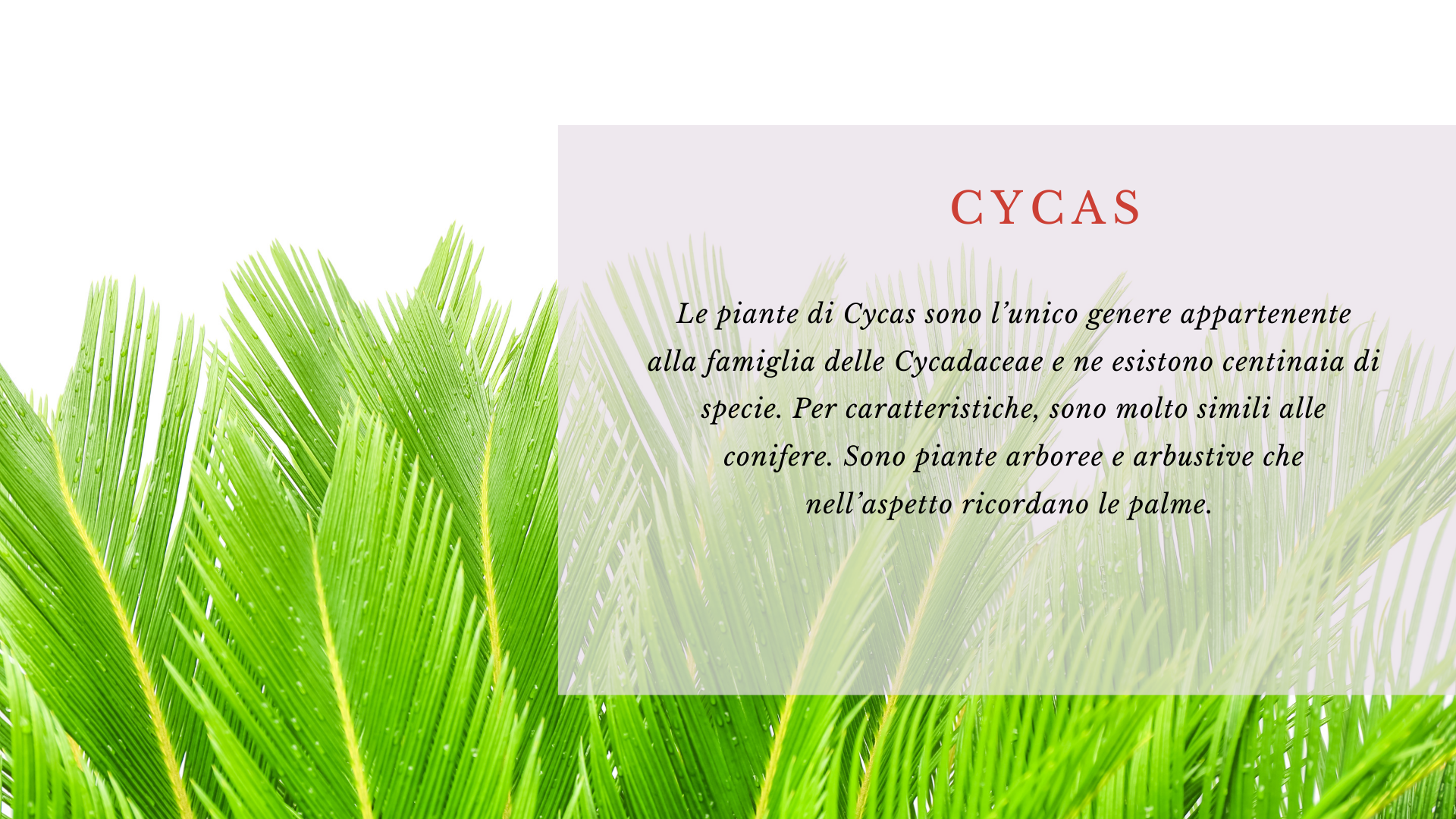 Cycas Cycas