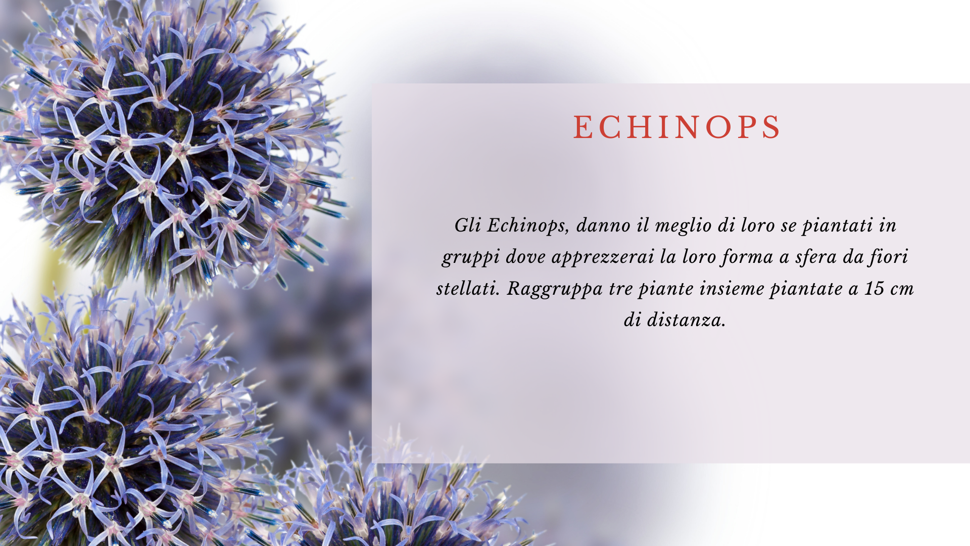 Echinops