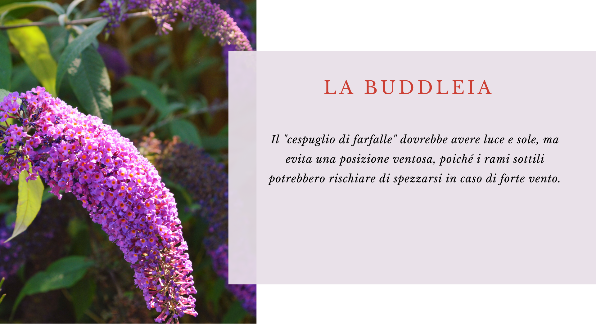 Buddleia