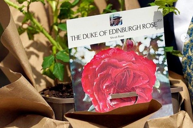 Duca di Edimburgo Rose