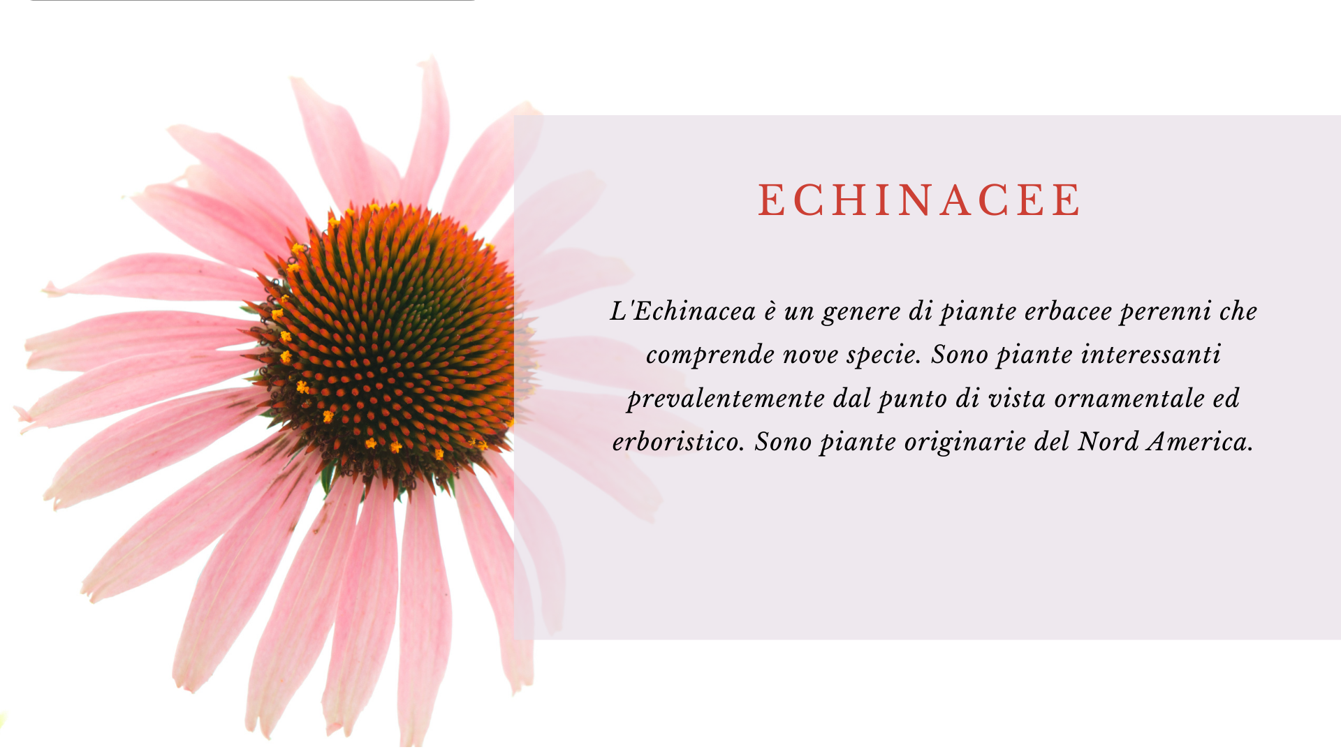 Echinacea Echinacea