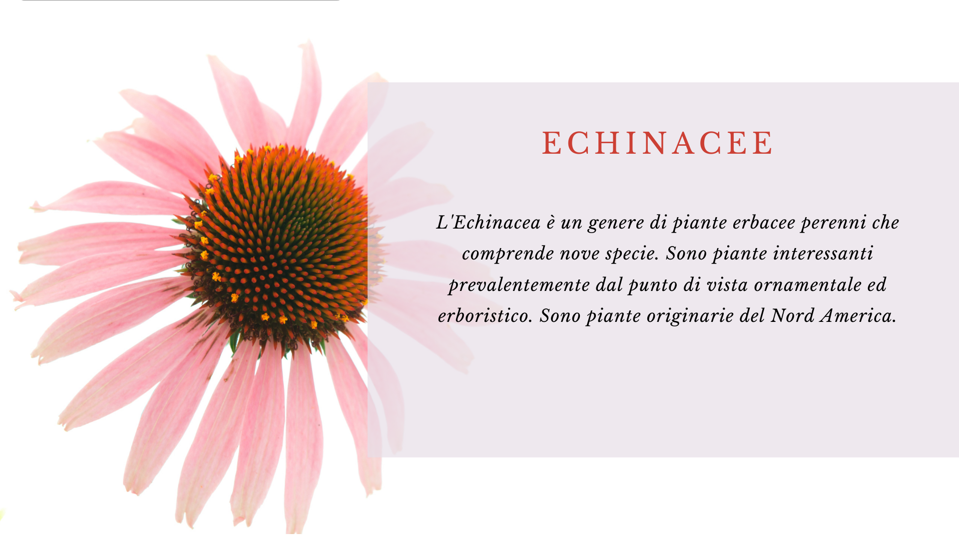 Echinacea