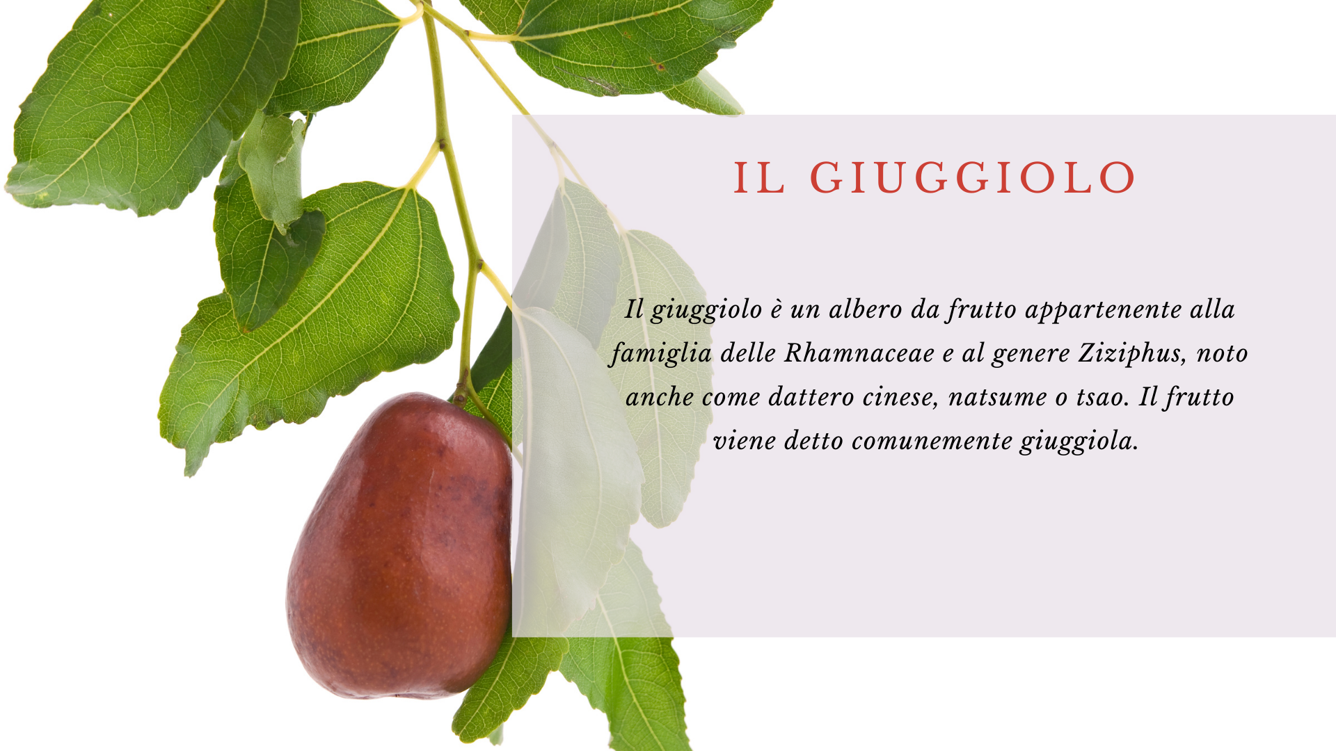 Giuggiolo Giuggiolo
