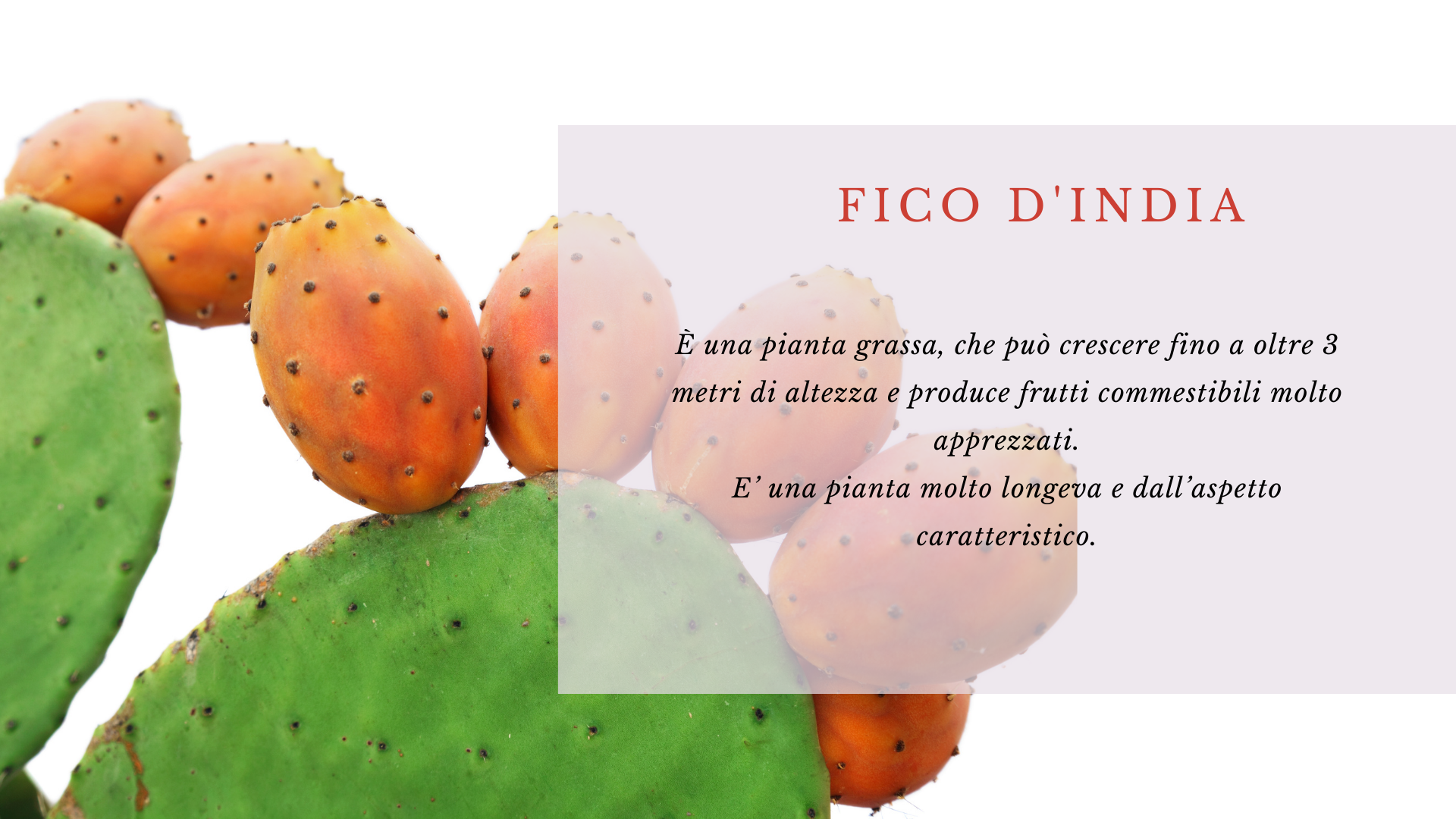 Fico d'india