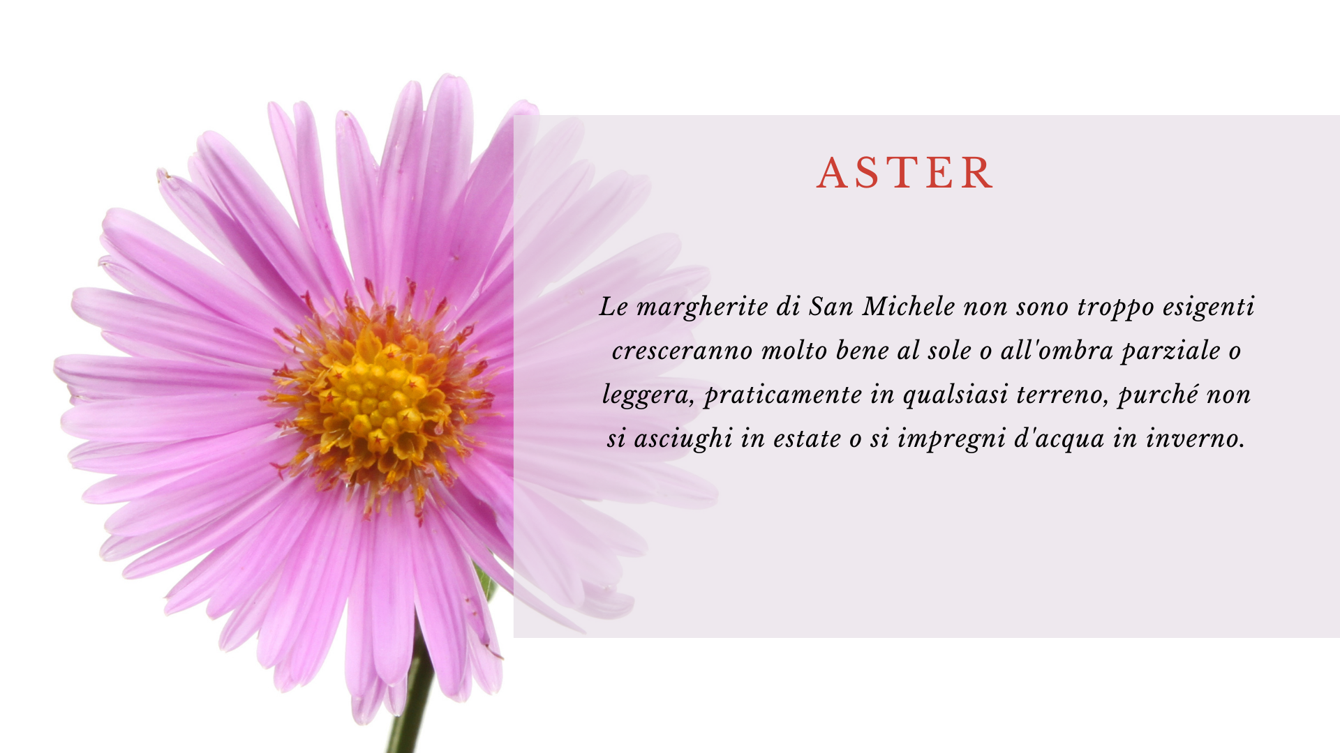 Aster