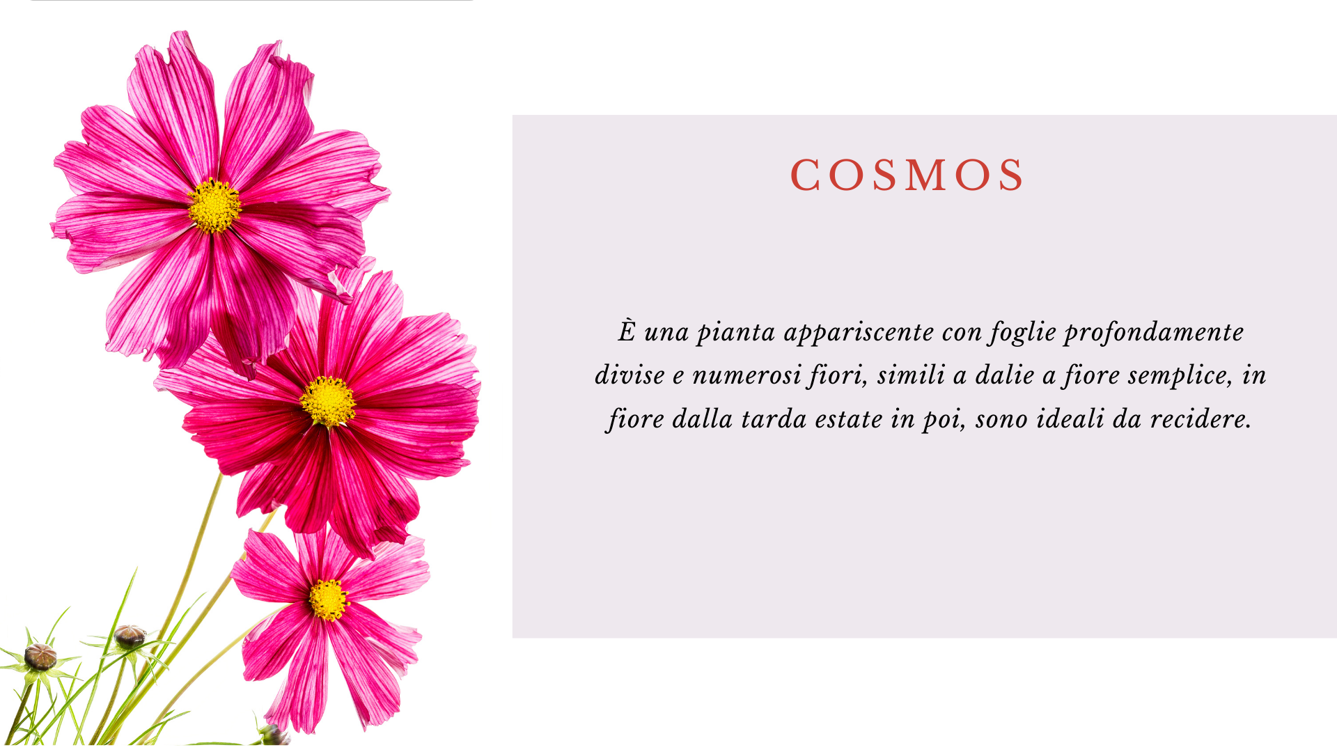 Cosmos Cosmos