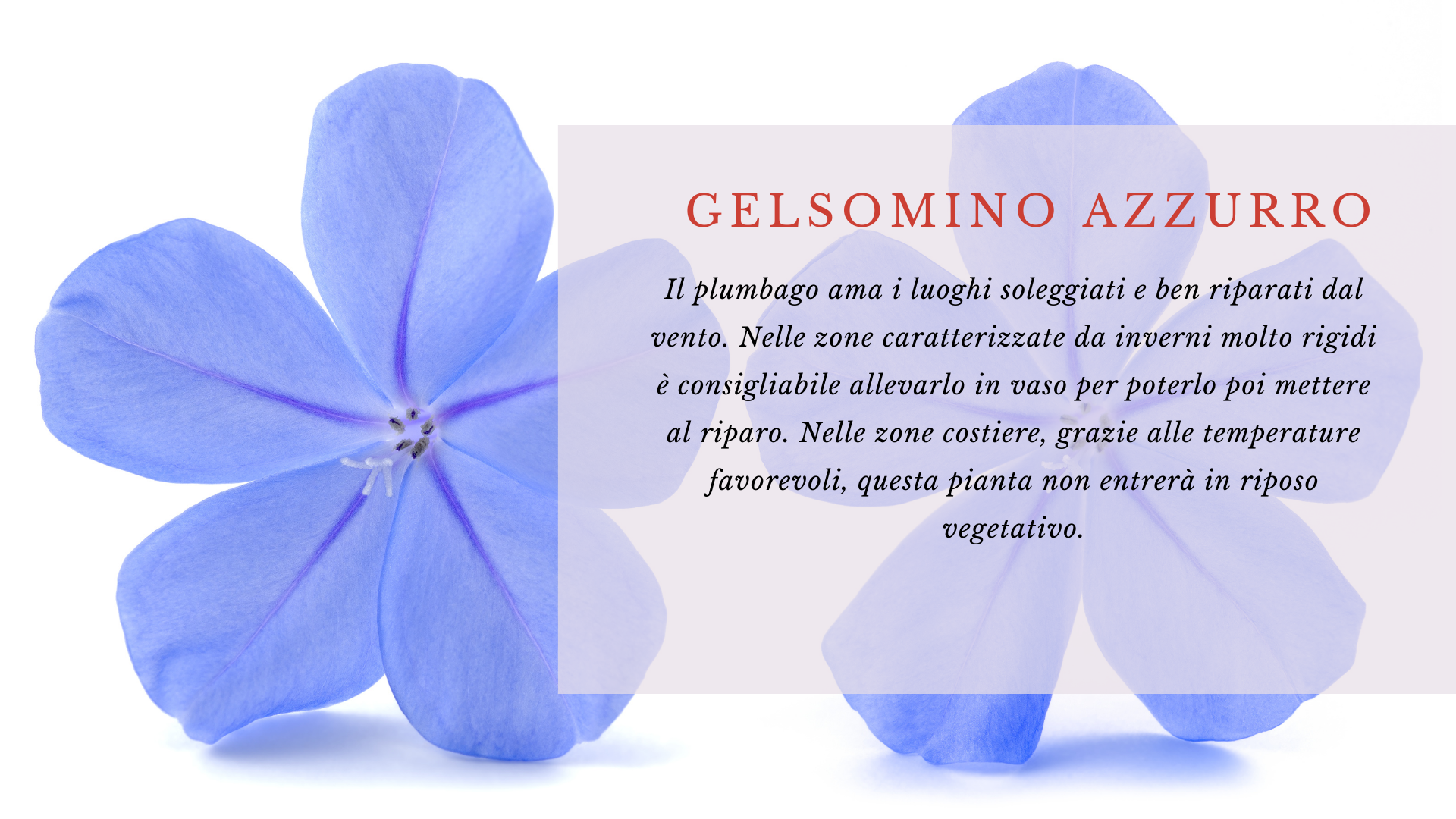 Plumbago