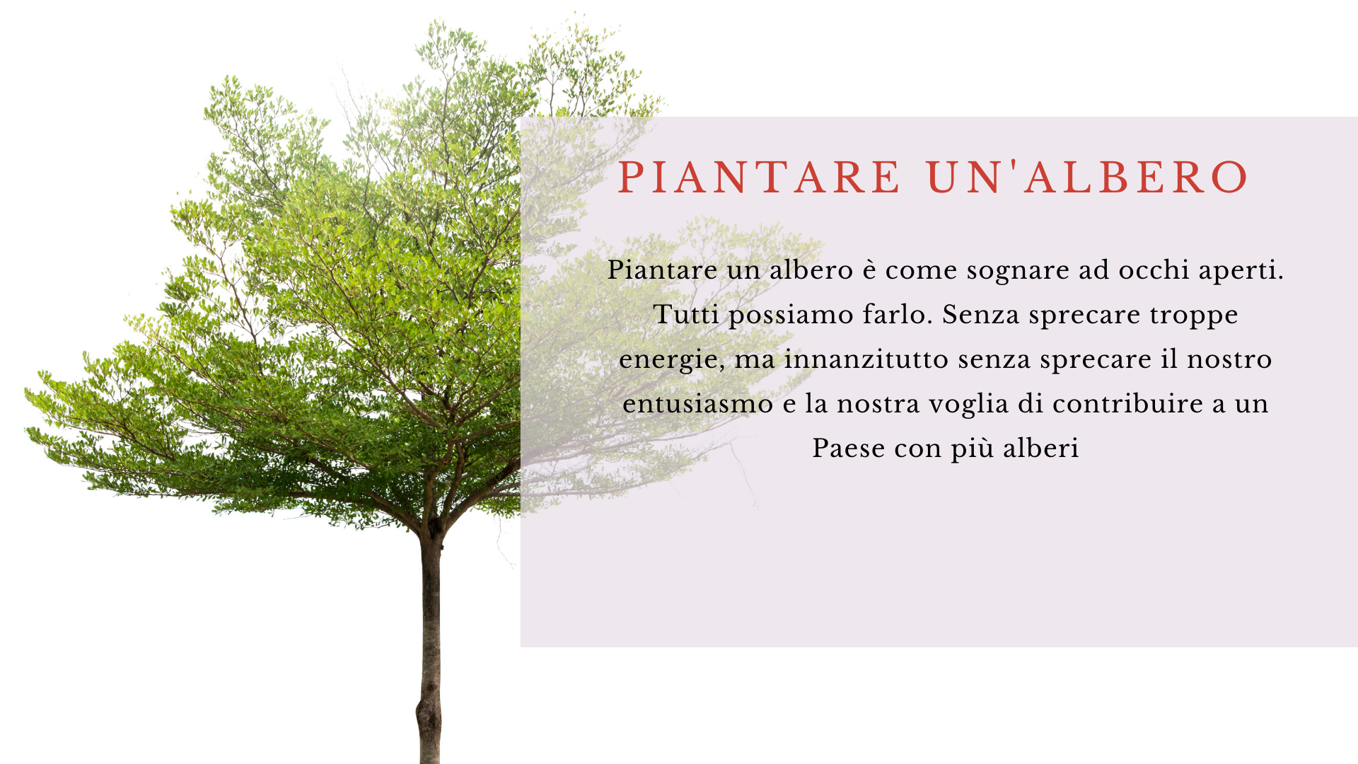 Albero Albero