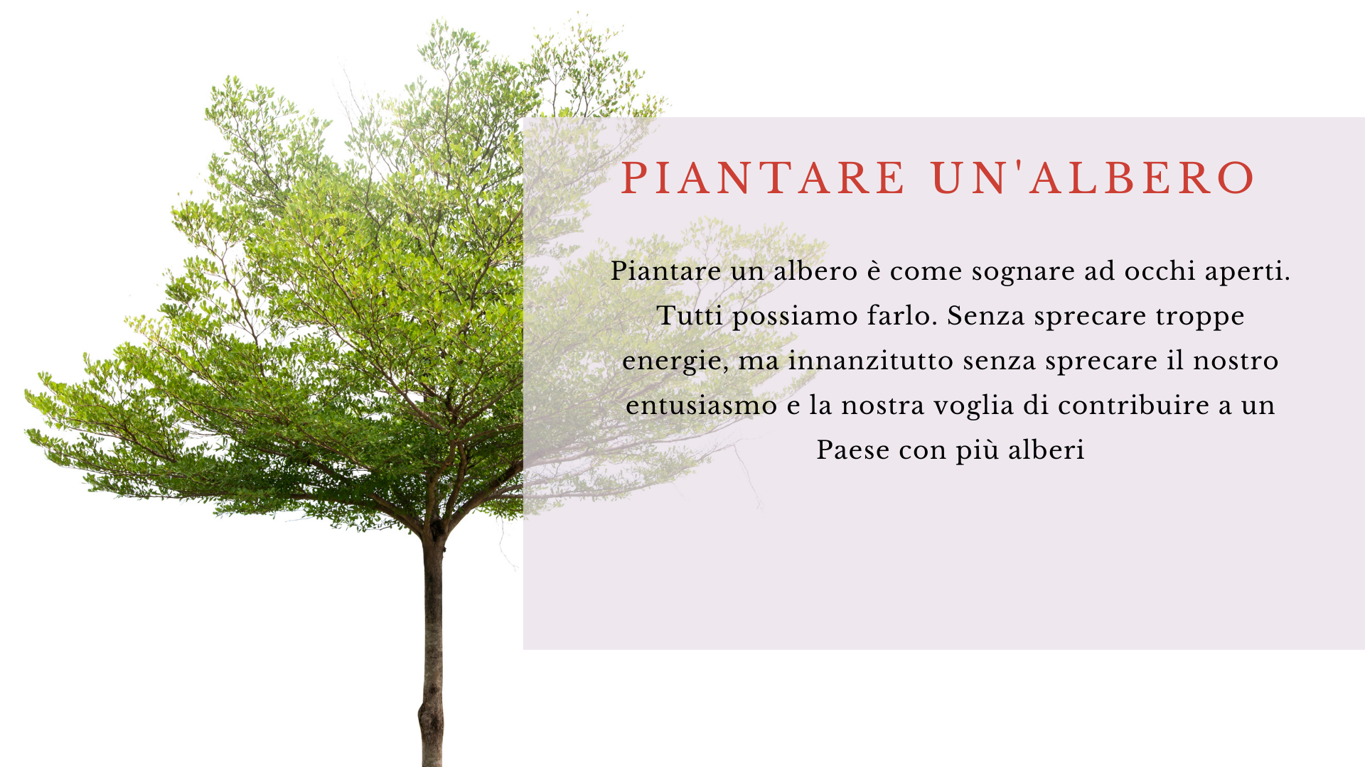 Albero