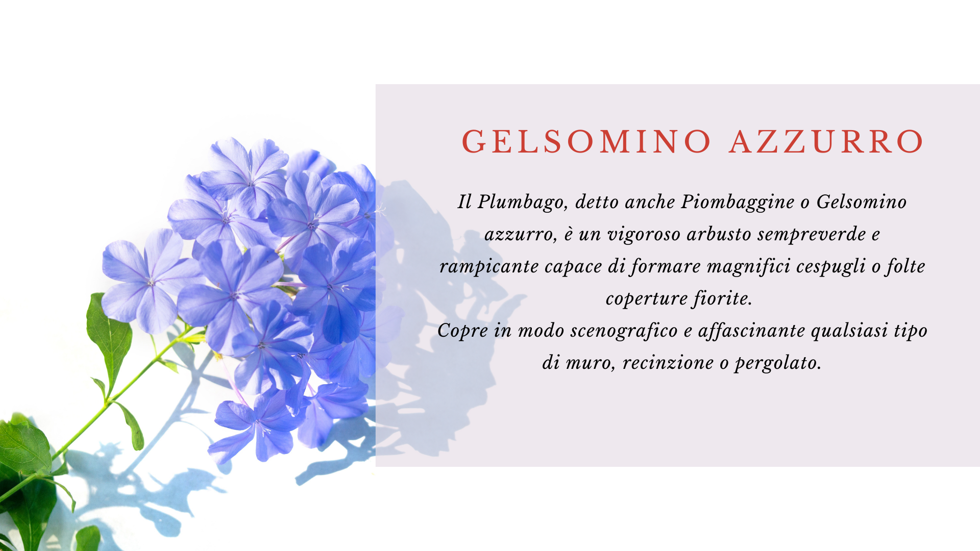 Plumbago Plumbago