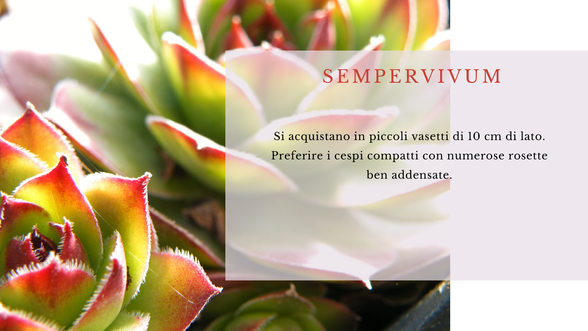 Sempervivum
