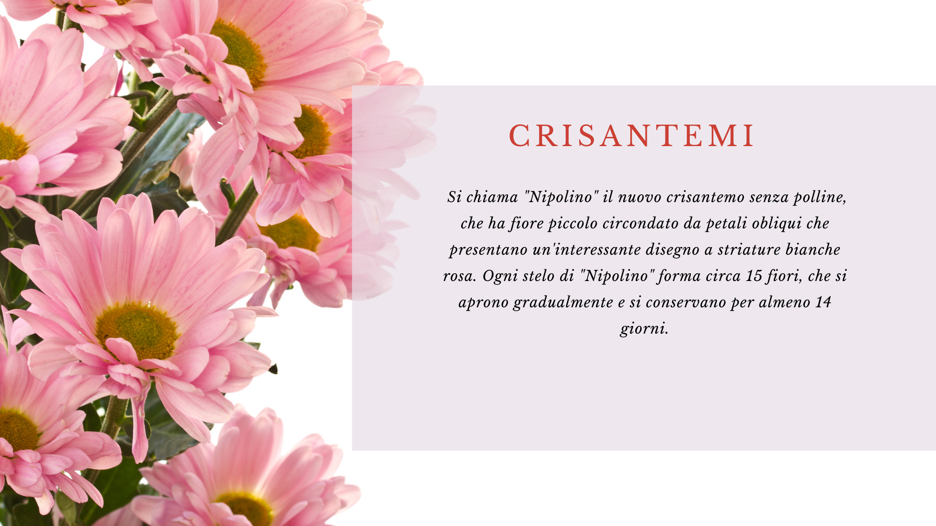 crisantemo crisantemo