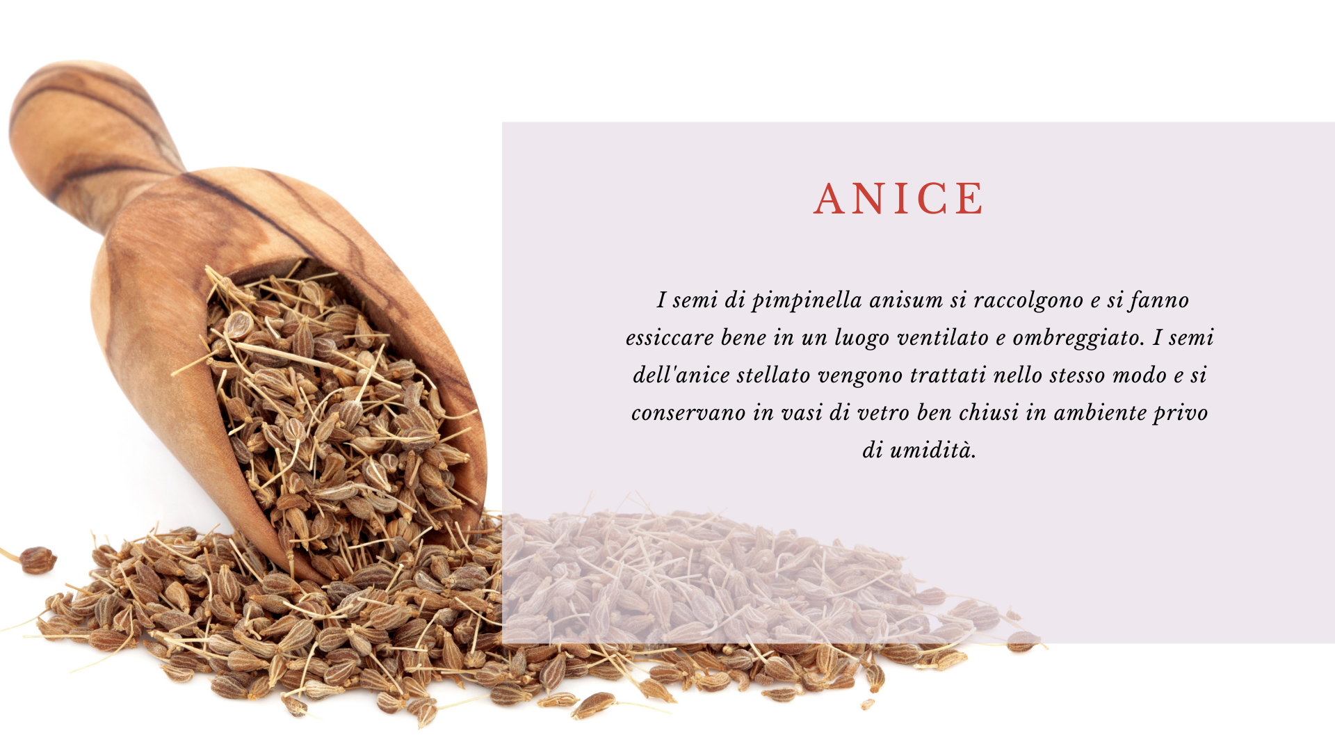 Anice Anice