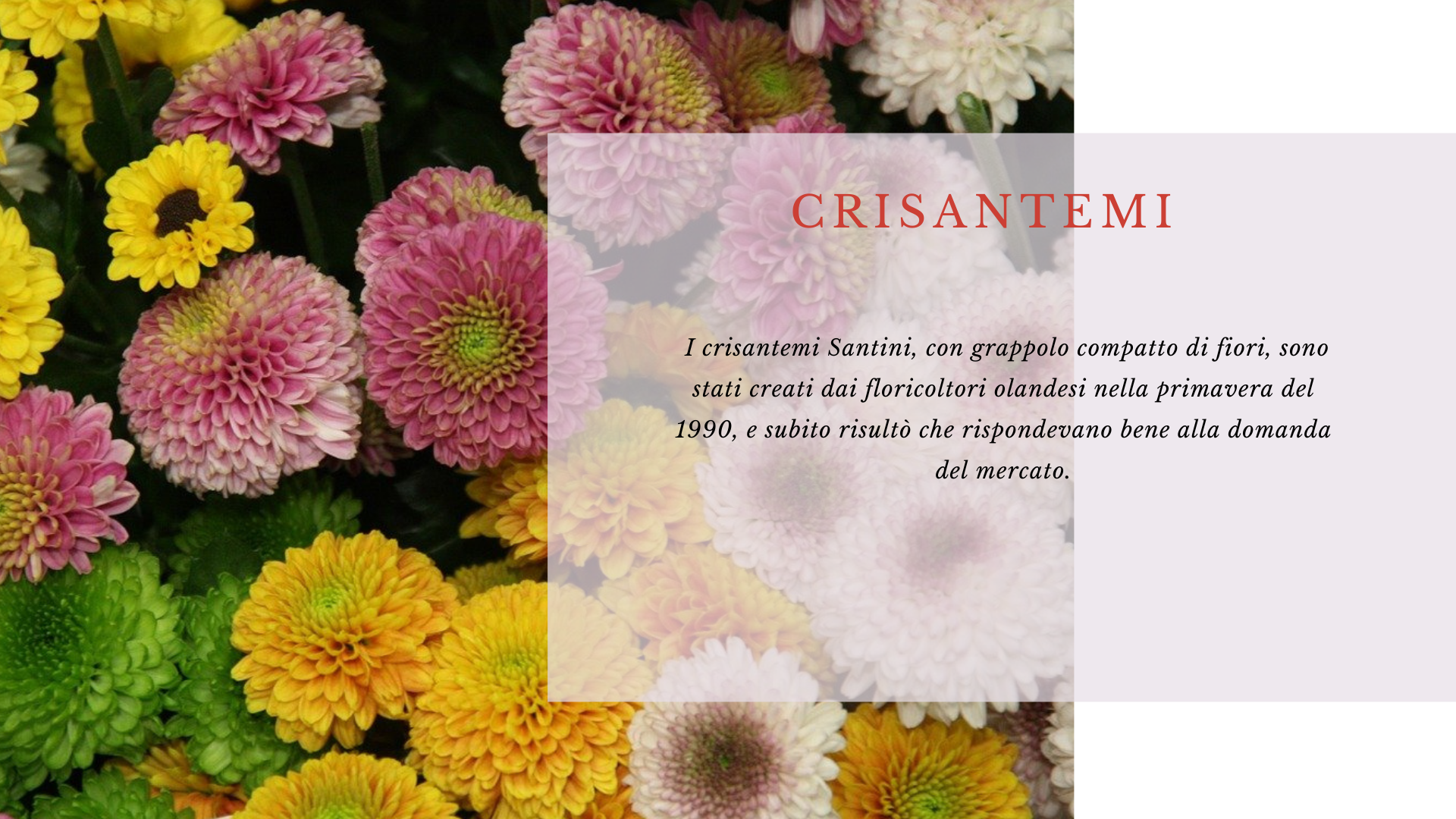 Crisantemo Crisantemo
