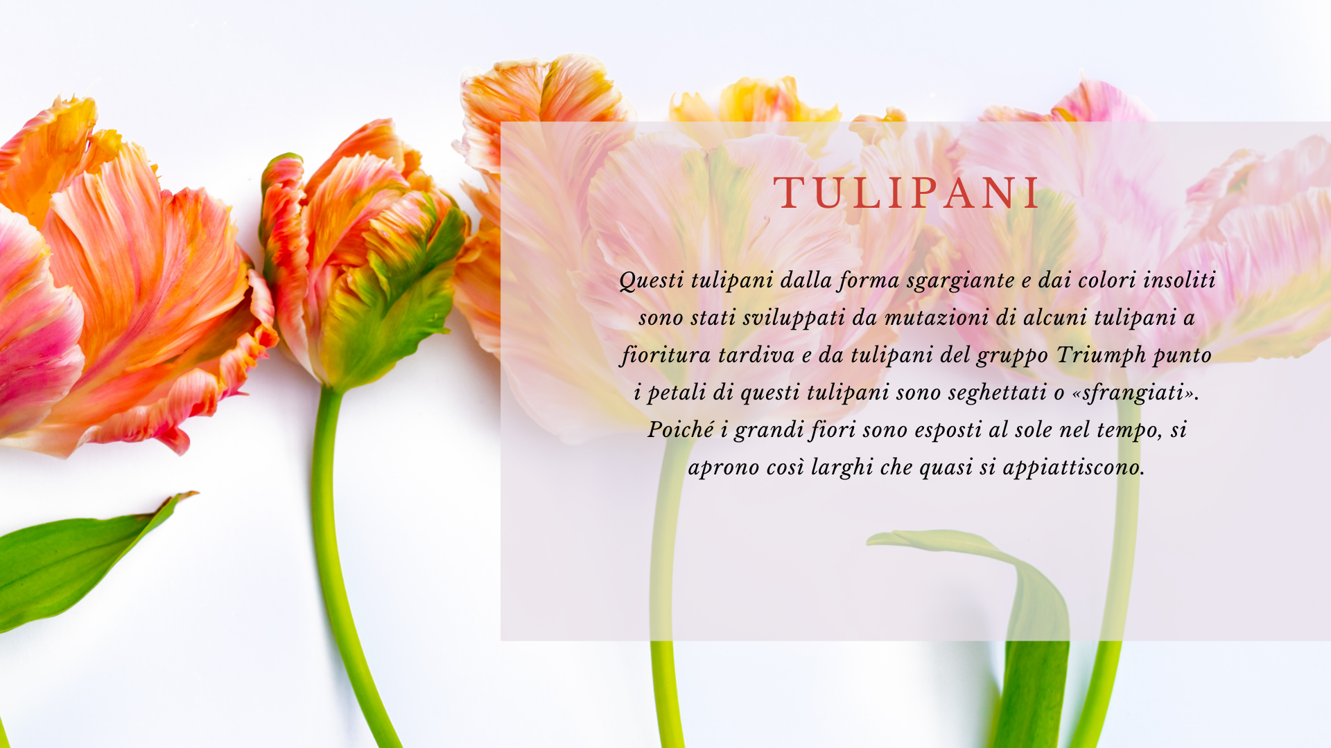 Tulipani