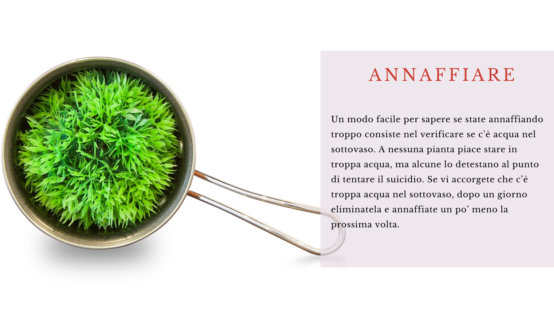 Annaffiare