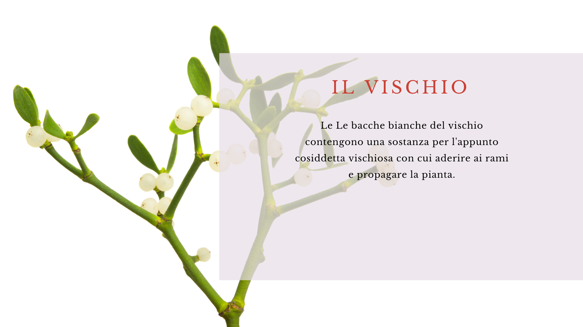 Vischio Vischio