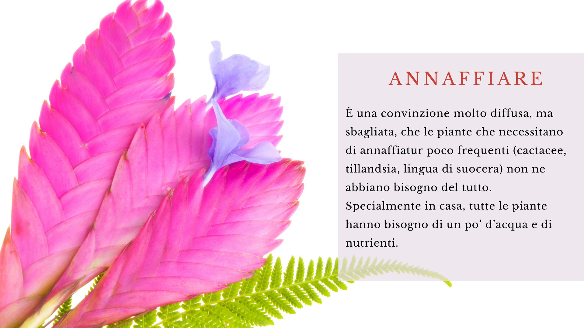 Annaffiare