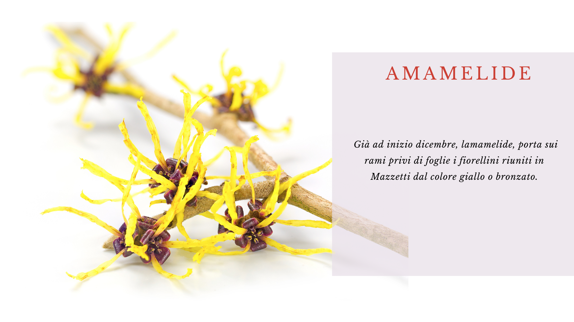 Amamelide Amamelide
