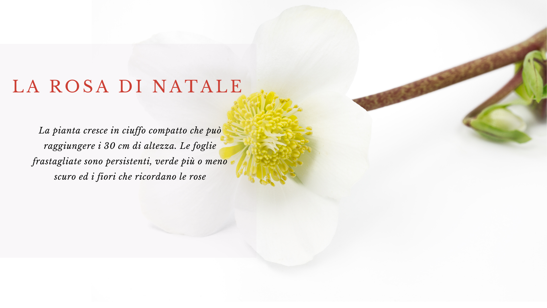 Blog (1) Rosa di Natale