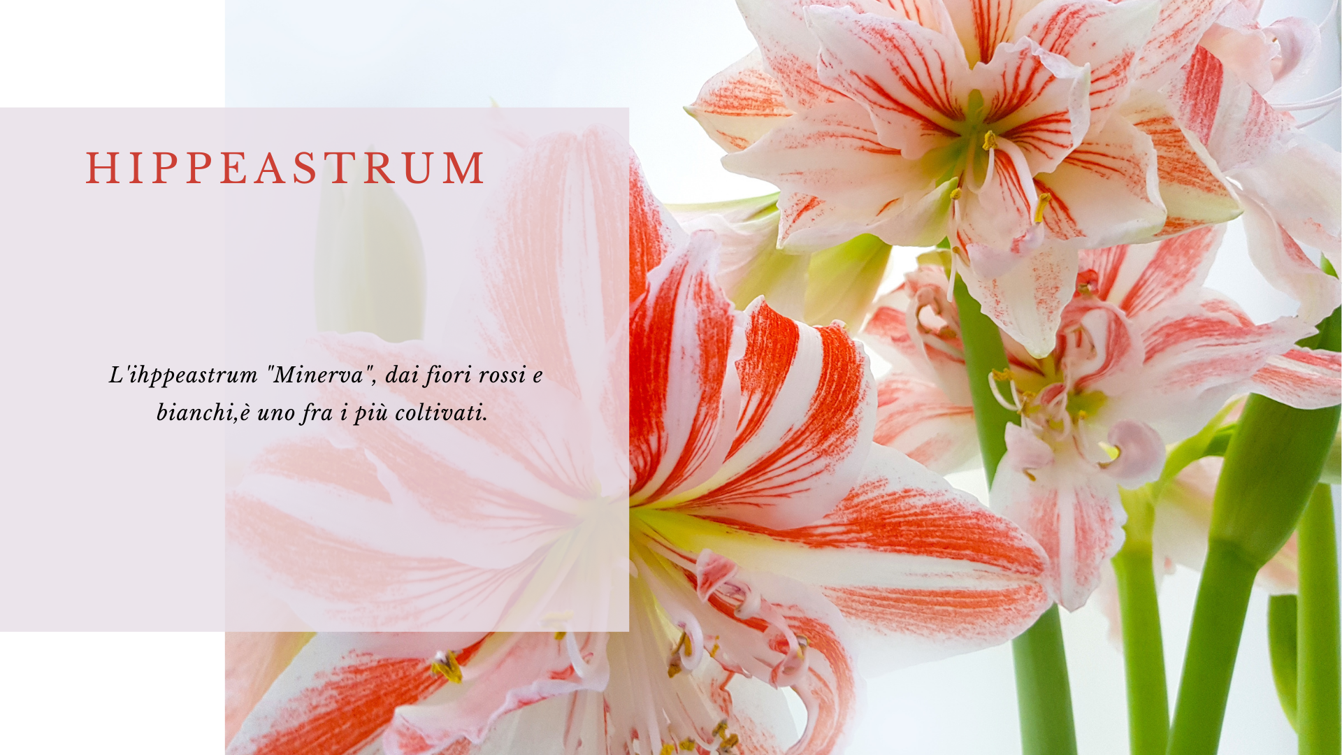 Hippeastrum Hippeastrum