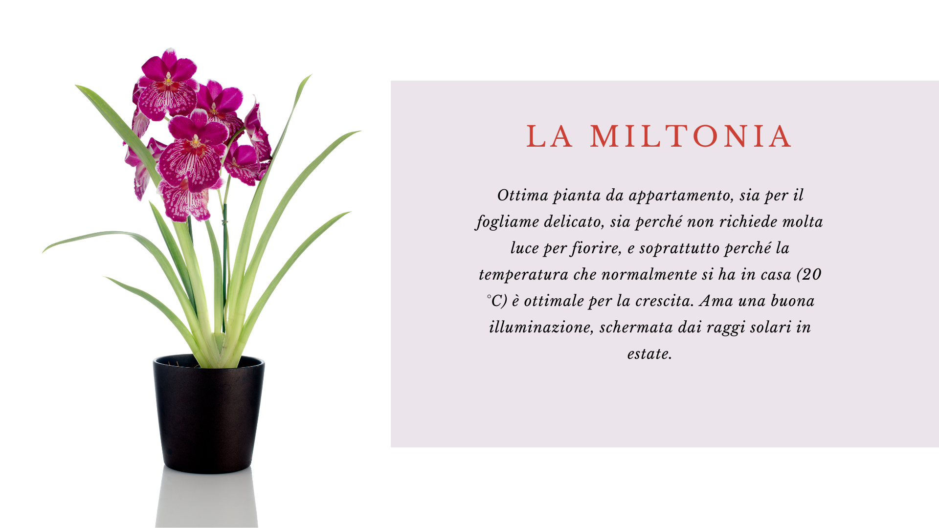 Miltonia Miltonia